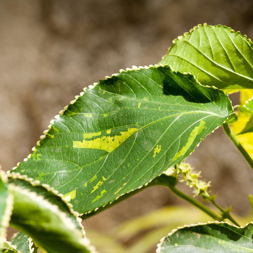 
									Green Leaf Stock Free