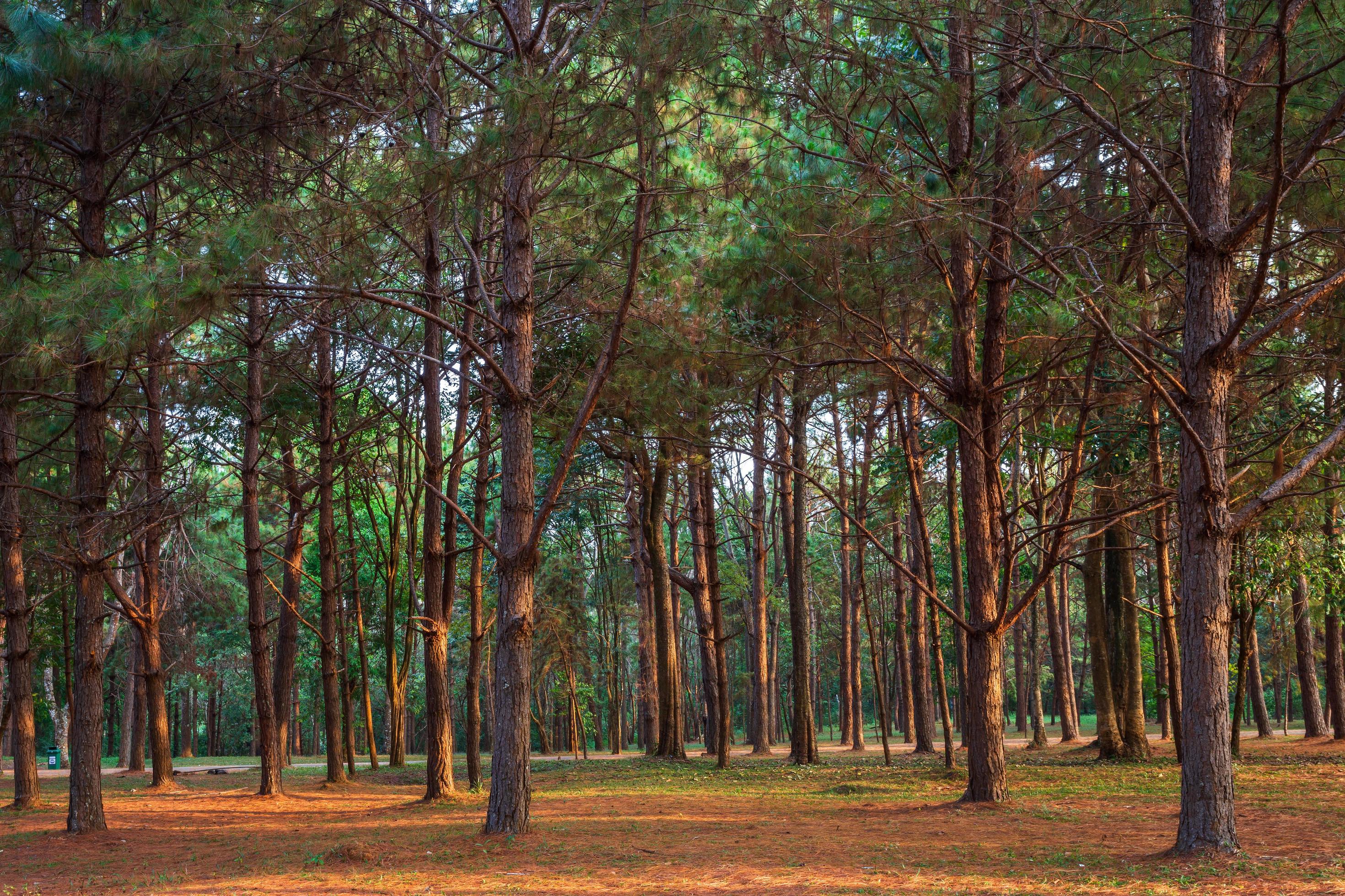 Beautiful larch forest with different trees,pine forest green on the mountain on nature trail in the morning. Stock Free