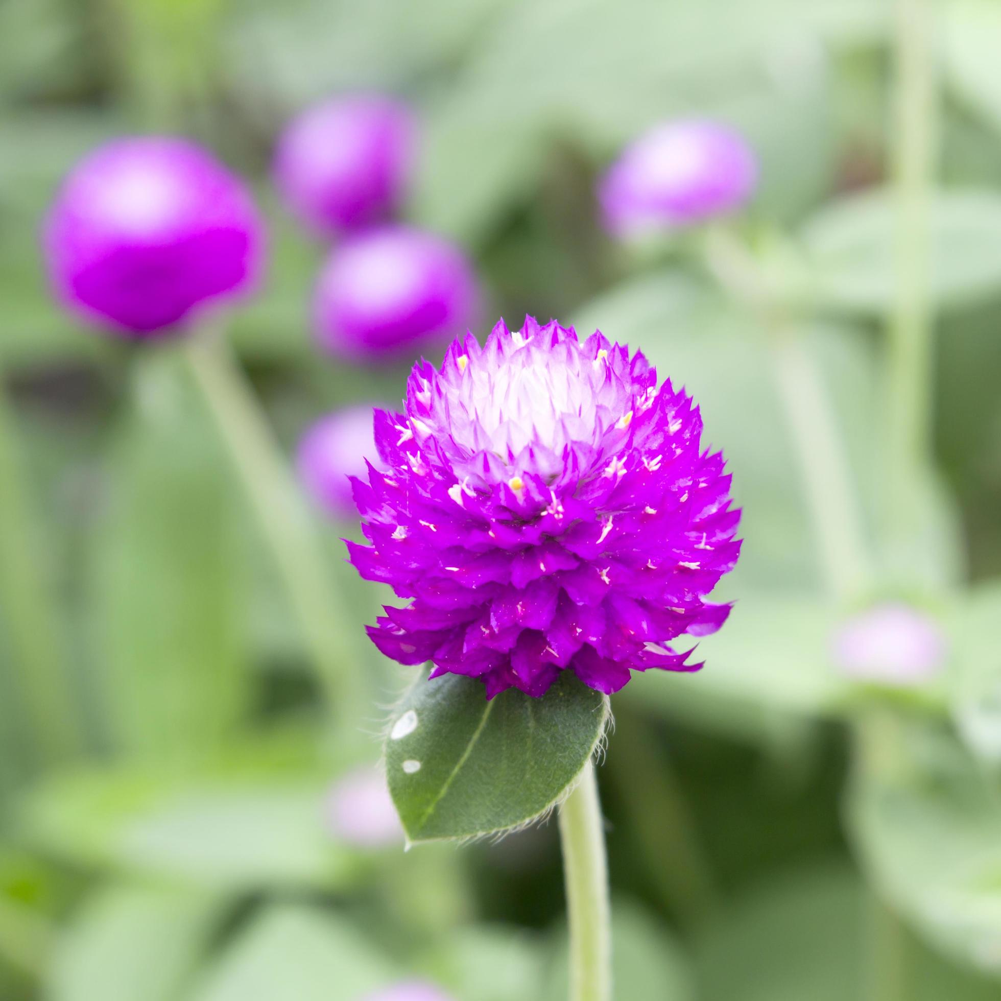 Globe amaranth or Gomphrena globosa flower in the garden Stock Free