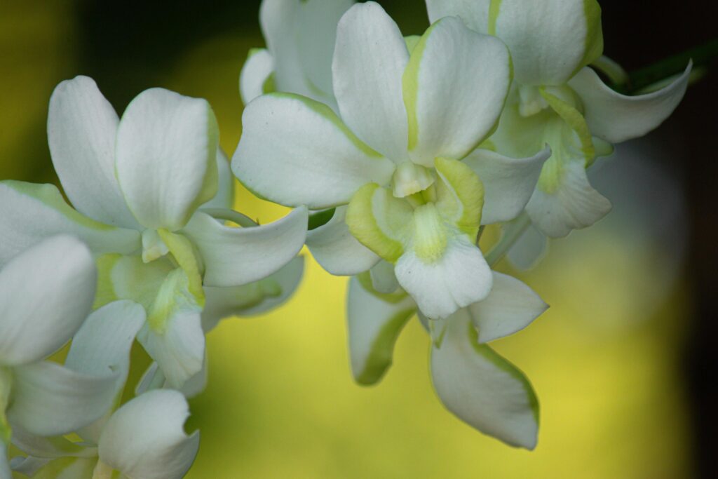 eautiful white orchid flowers nature background For various design work Stock Free