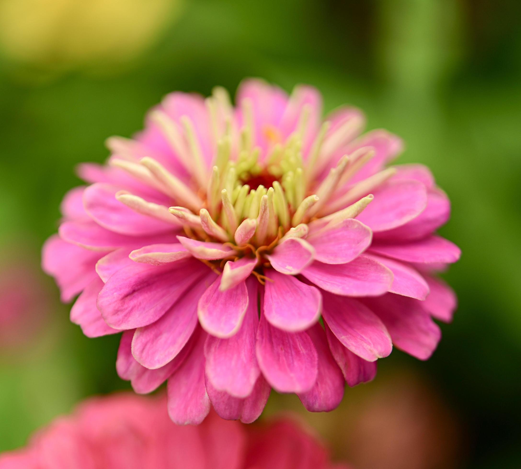 Zinnia flowers,colorful flowers, tropical flowers, Thai flowers, close up shot. Stock Free