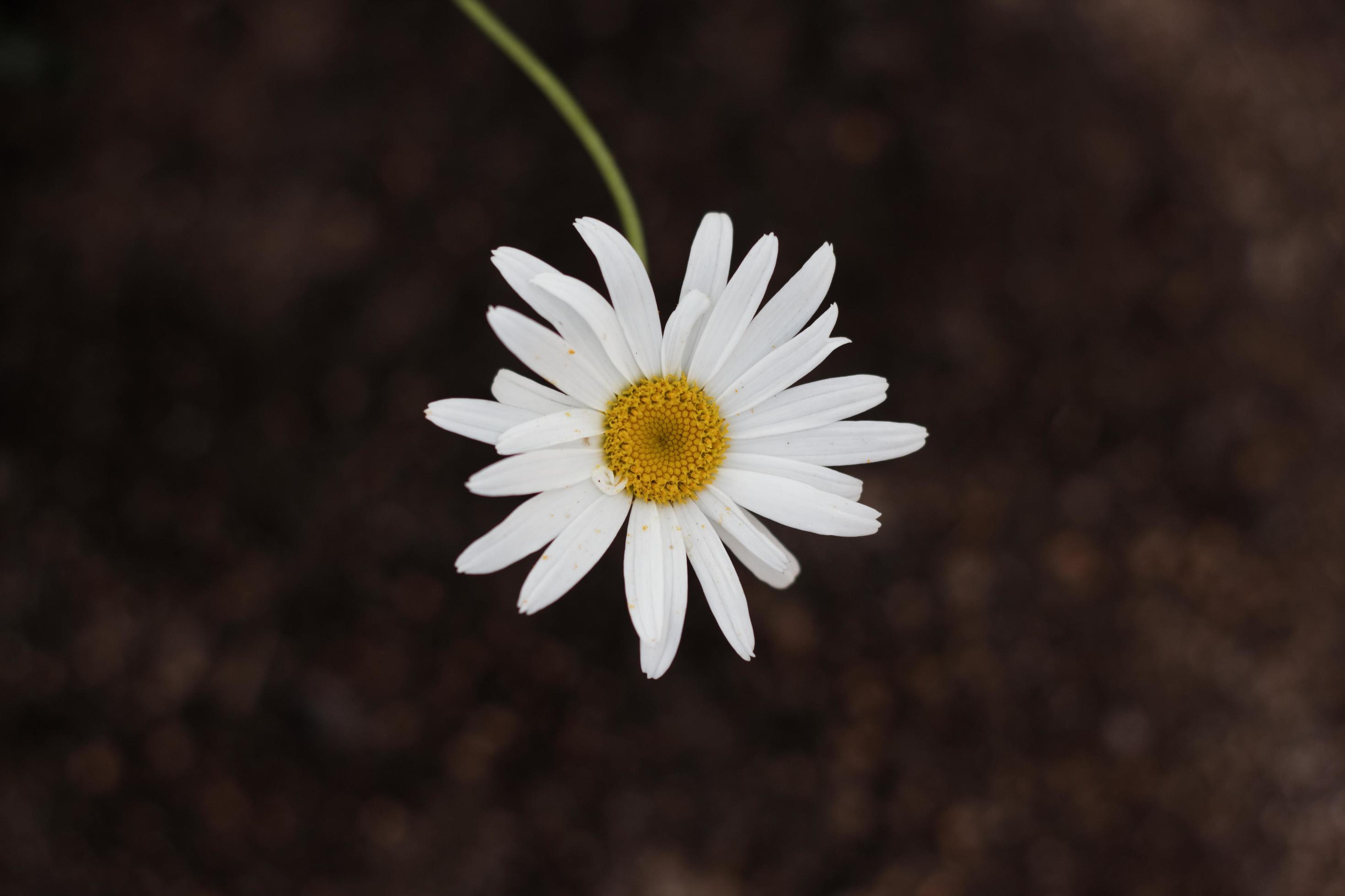 Close-up of a white daisy flower with yellow center Stock Free