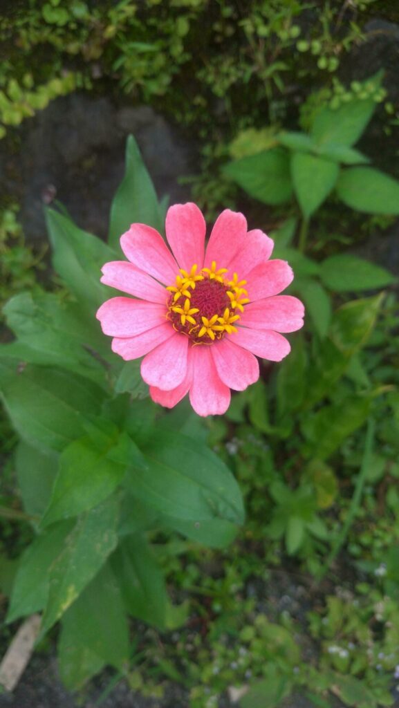 Closeup Pink Zinnia Flower Stock Free