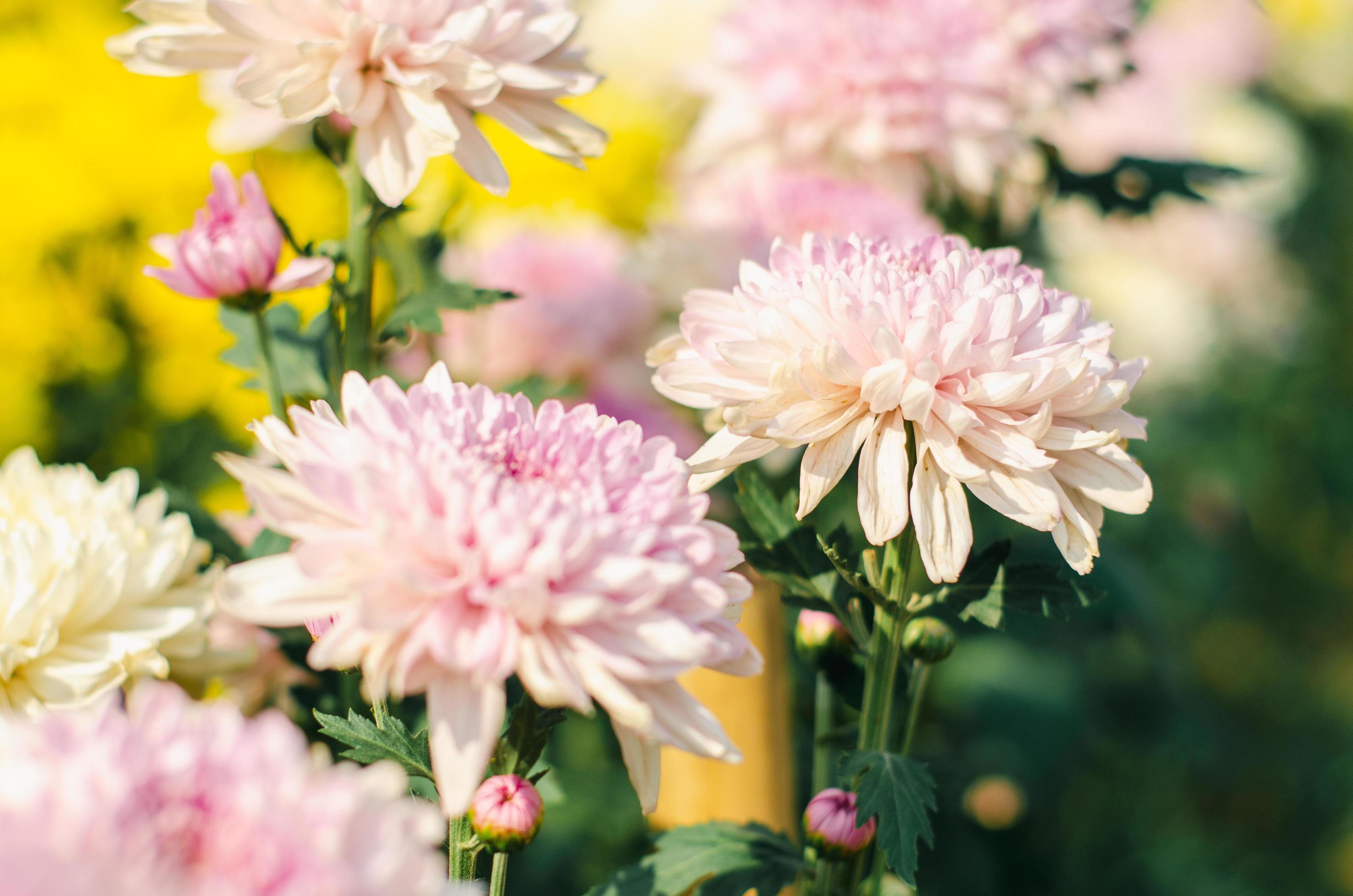 White and little purple chrysanthemum flower Stock Free