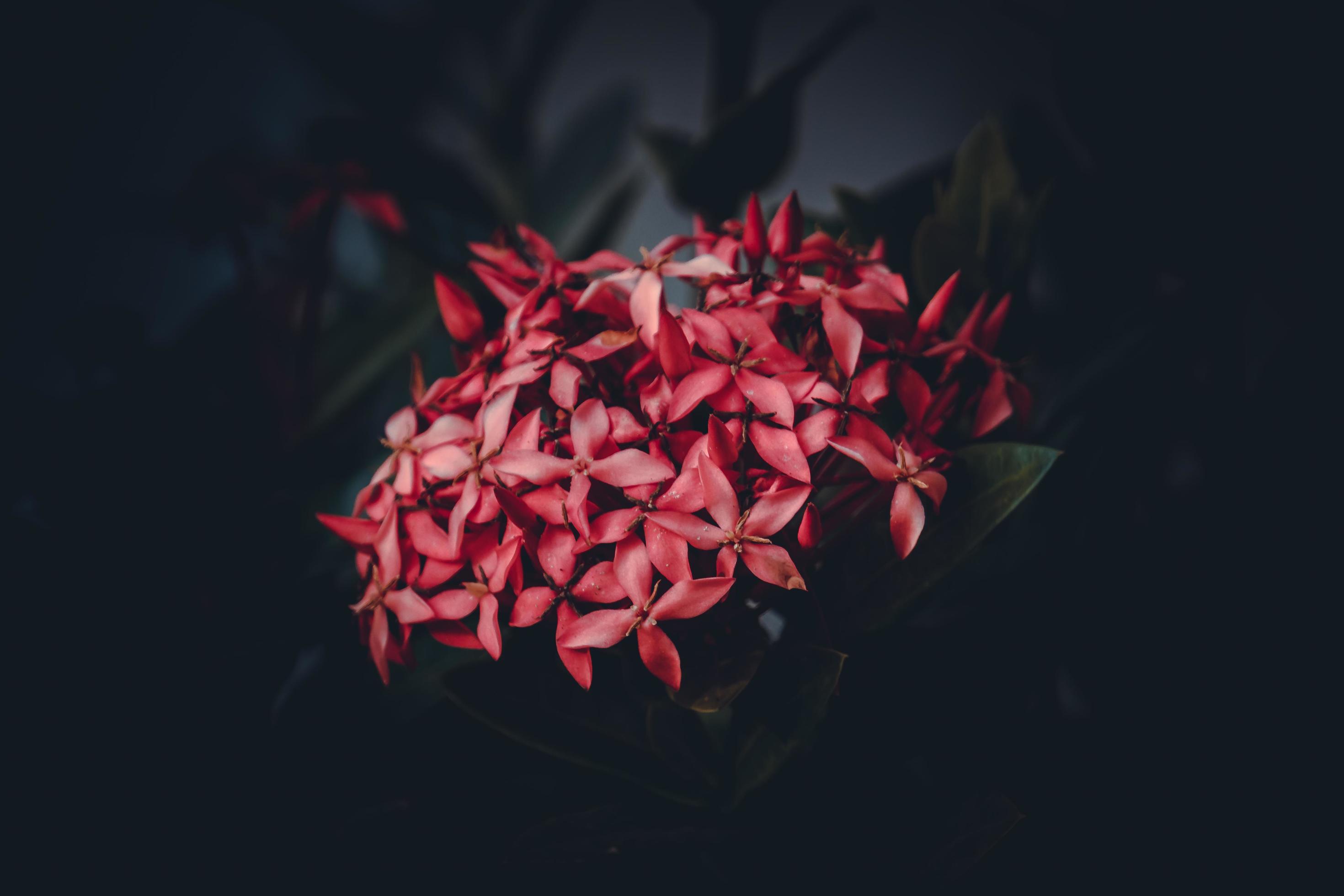 Chinese ixora, Ixora chinensis, West Indian Jasmine flower in the garden Stock Free