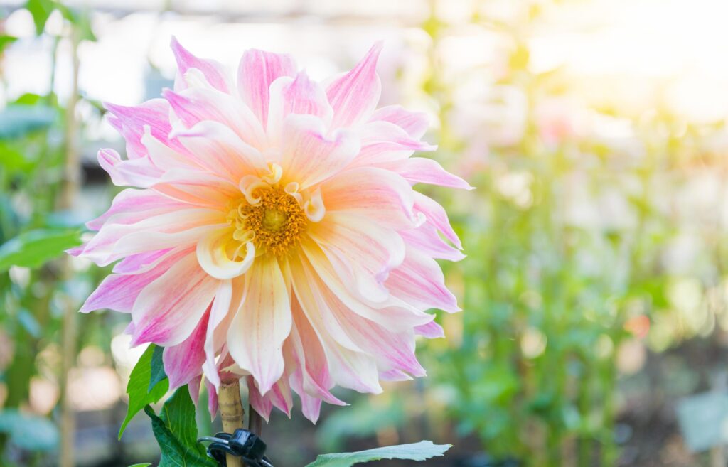 hybrid soft pink Dahlia flower in autumn season Stock Free