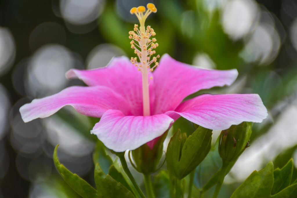 Pink hibiscus flowers blooming with beautiful petals in the Thai garden Stock Free