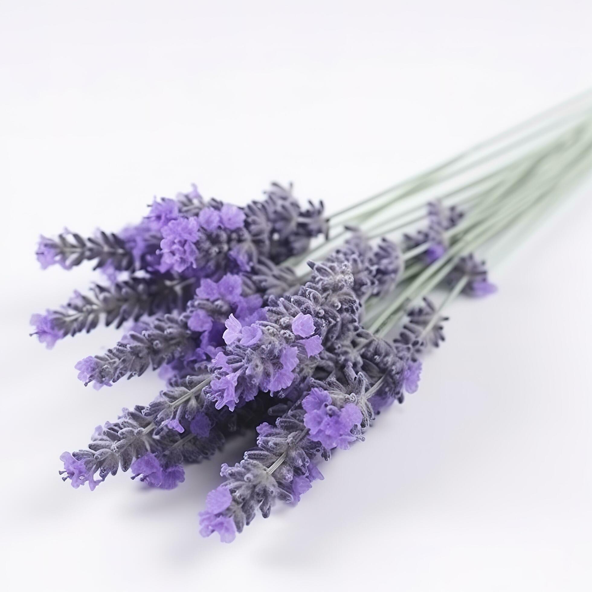 Beautiful lavender flowers on white background, generate ai Stock Free