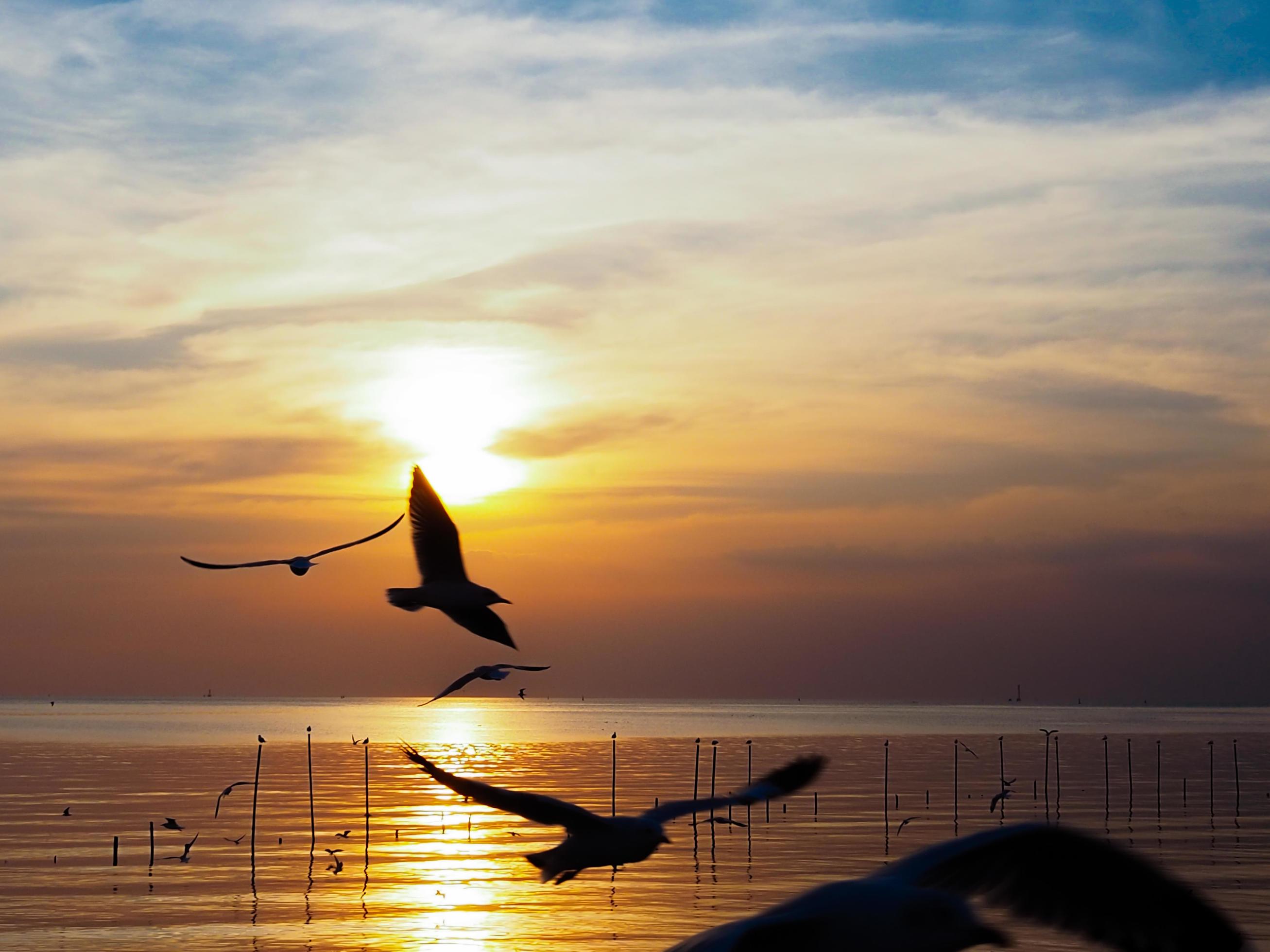 Flock of birds flies above the sea surface. Bird flying back to nest in natural sea and golden sky background during beautiful sunset. Stock Free