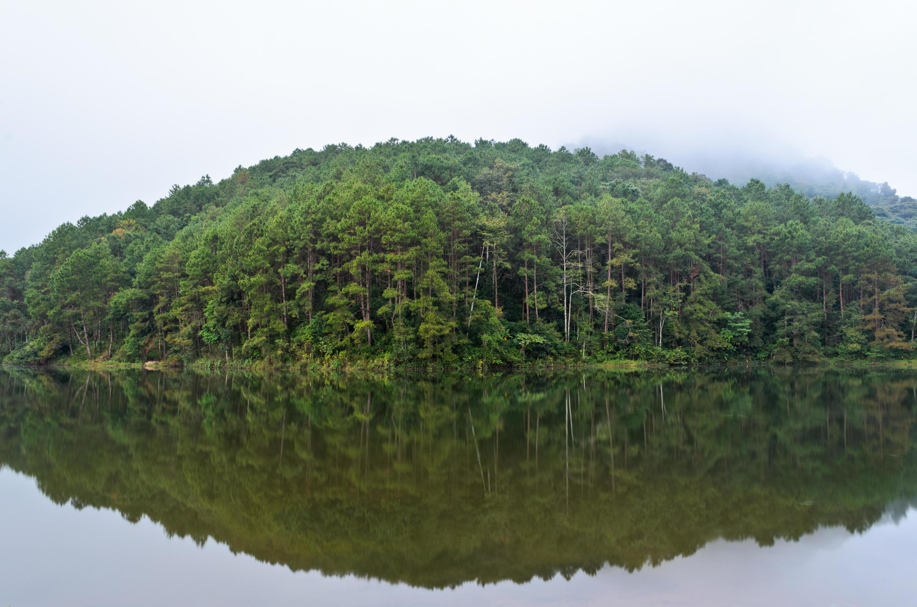 Nature landscape at dawn of lakes and pine forests Stock Free