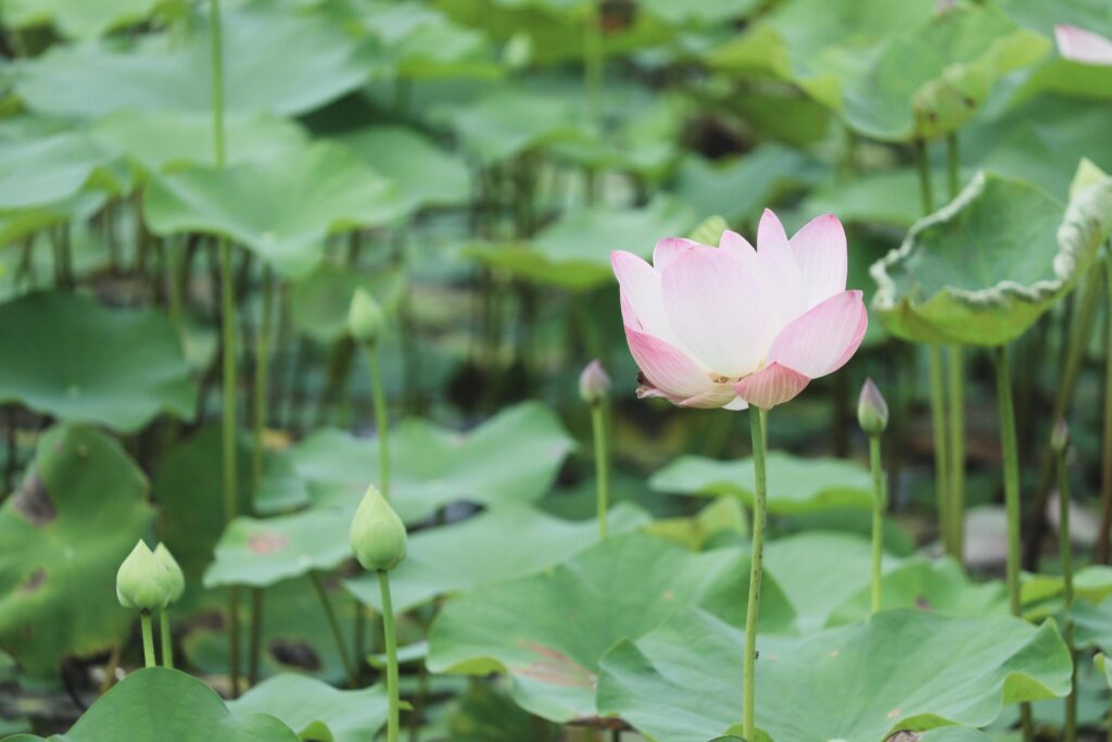 Beautiful bink lotus flower blooming in nature, surrounded by large green lotus leaves. Stock Free