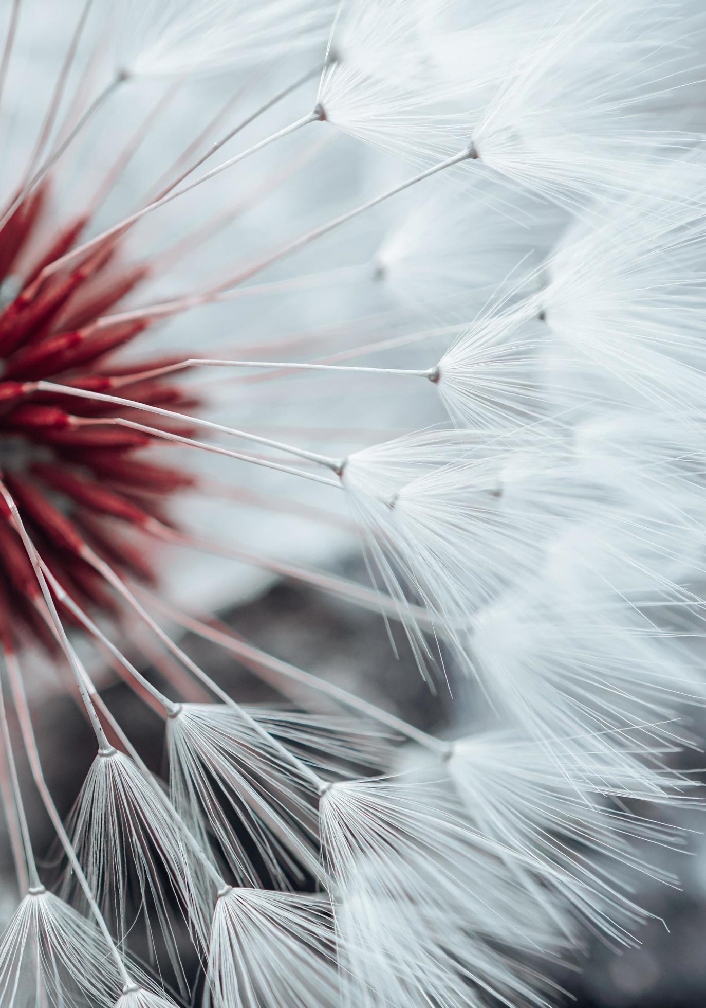 beautiful dandelion flower seed in springtime Stock Free