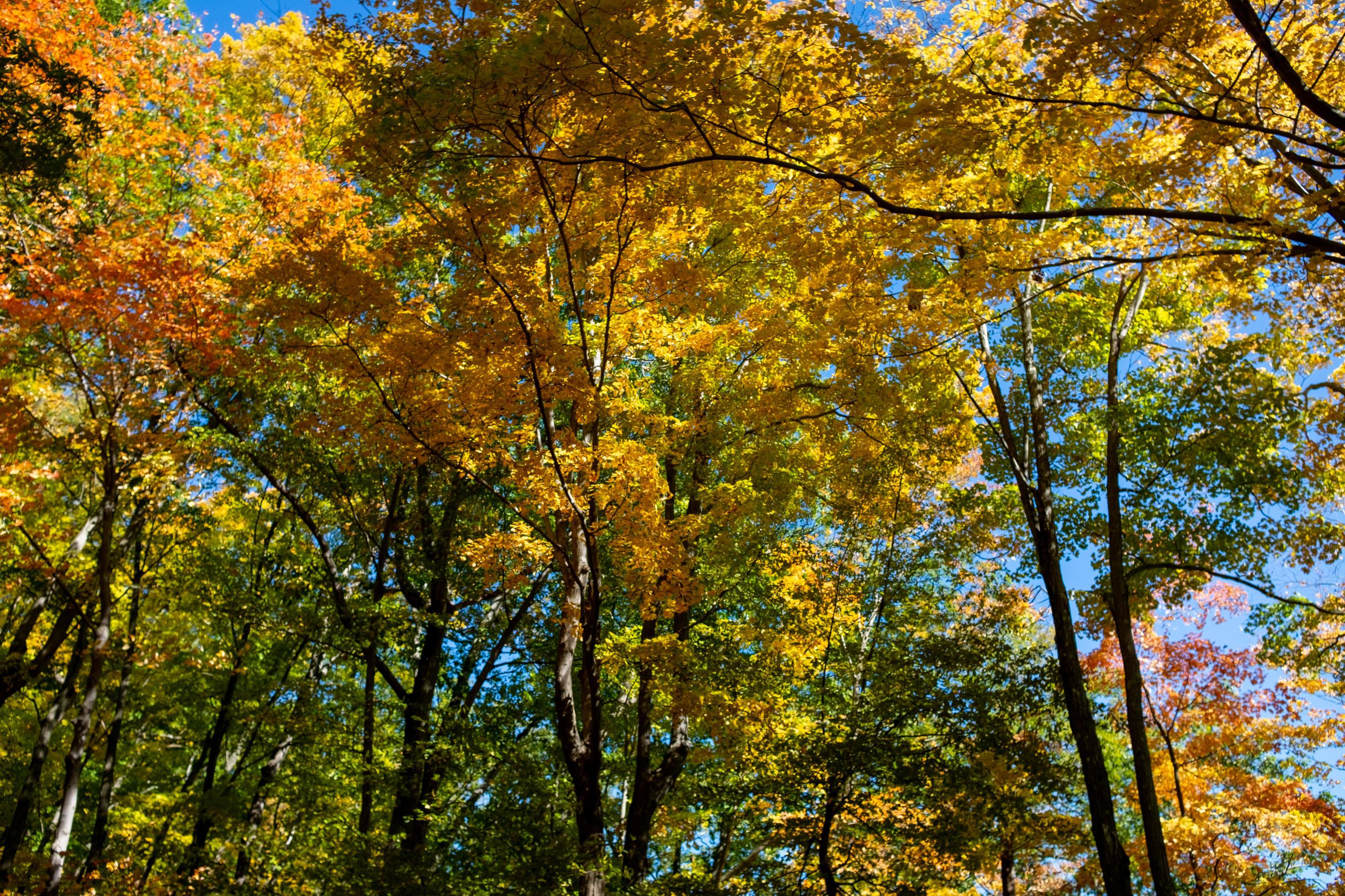 Fall leaves in nature Stock Free