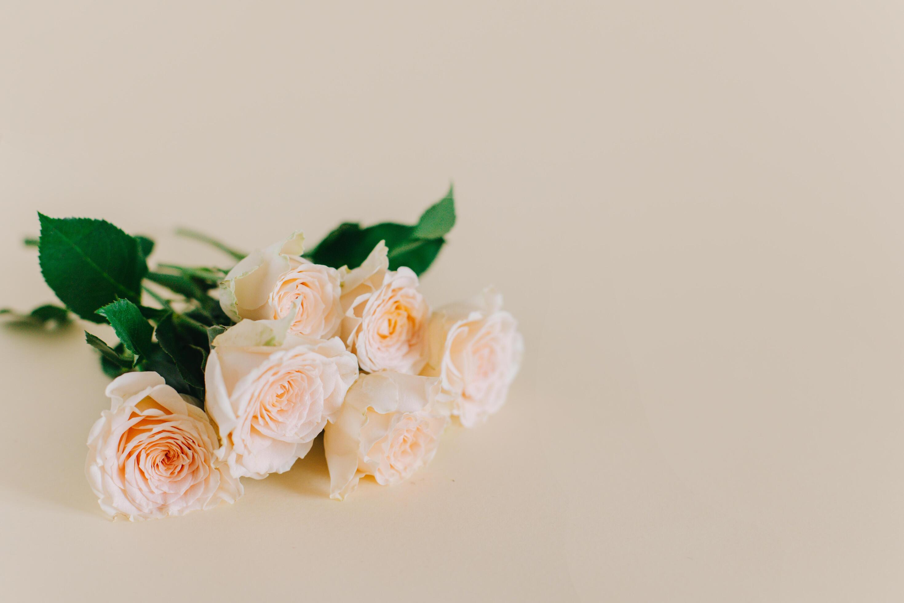 Tender Rose flowers on a pink pech pastel background. Stock Free