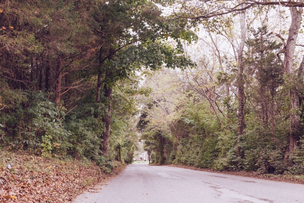 Road Trees Forest Green Tunnel Stock Free