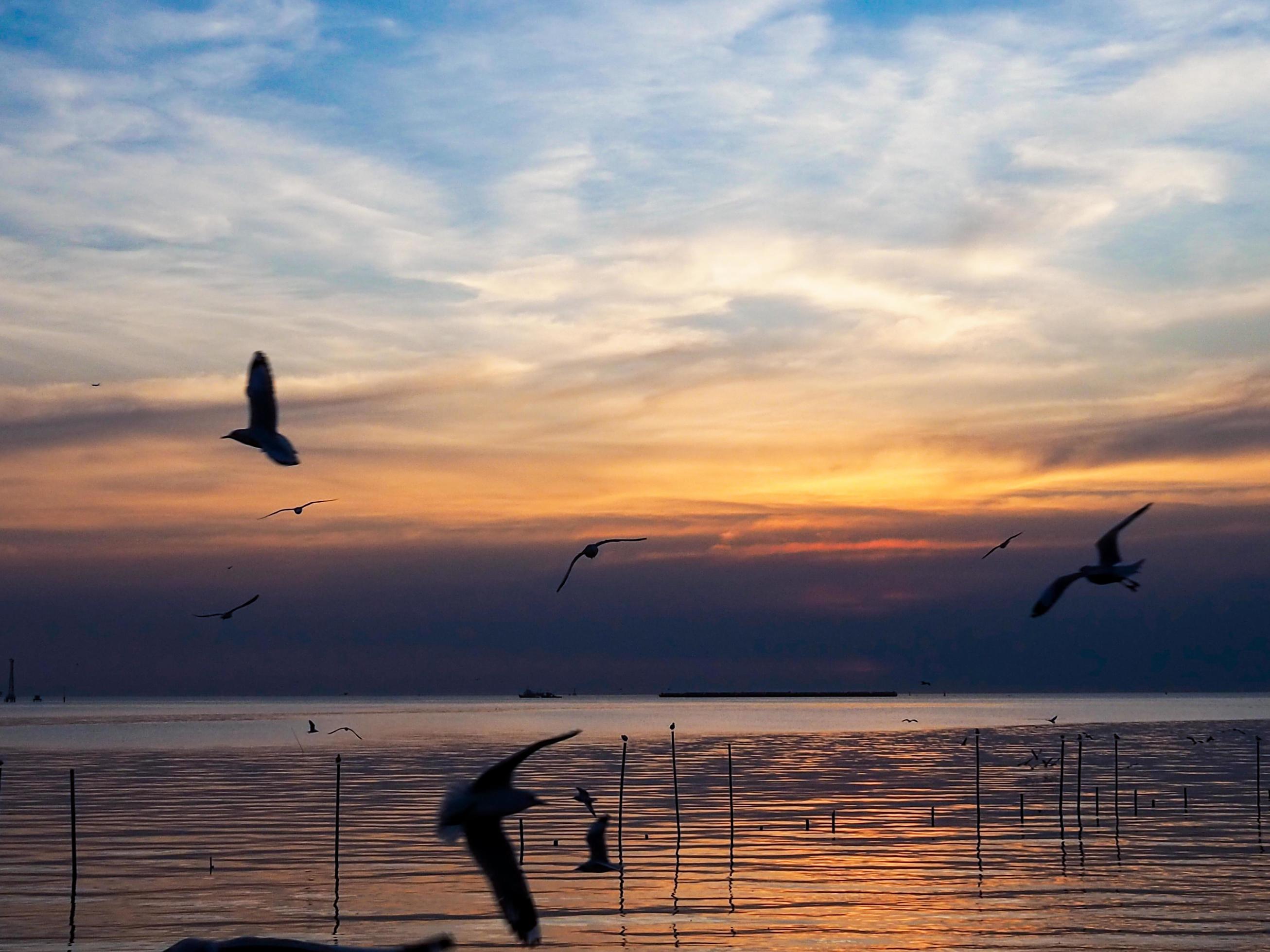 Flock of birds flies above the sea surface. Bird flying back to nest in natural sea and golden sky background during beautiful sunset. Stock Free