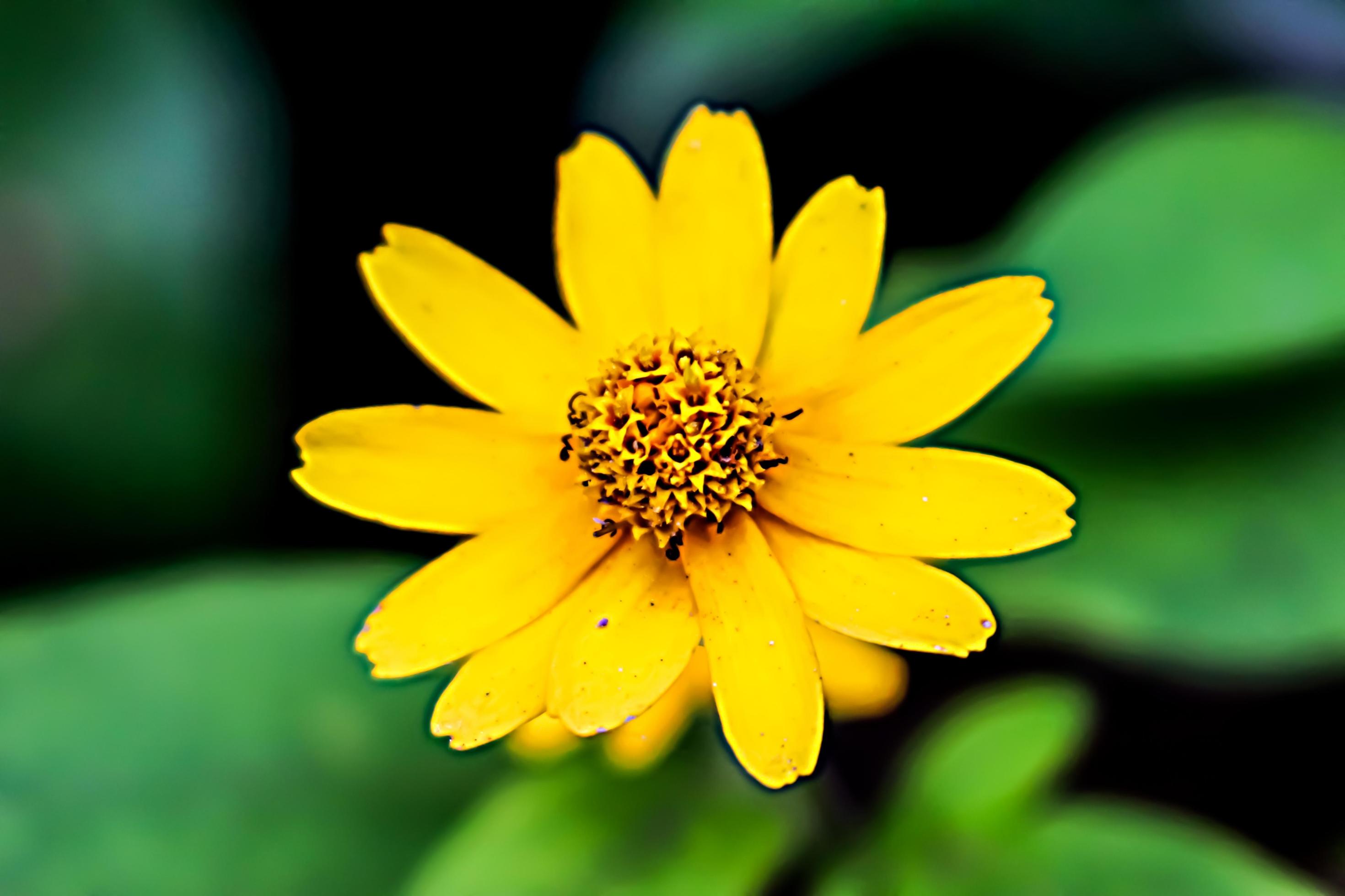 yellow flower with blur background texture Stock Free