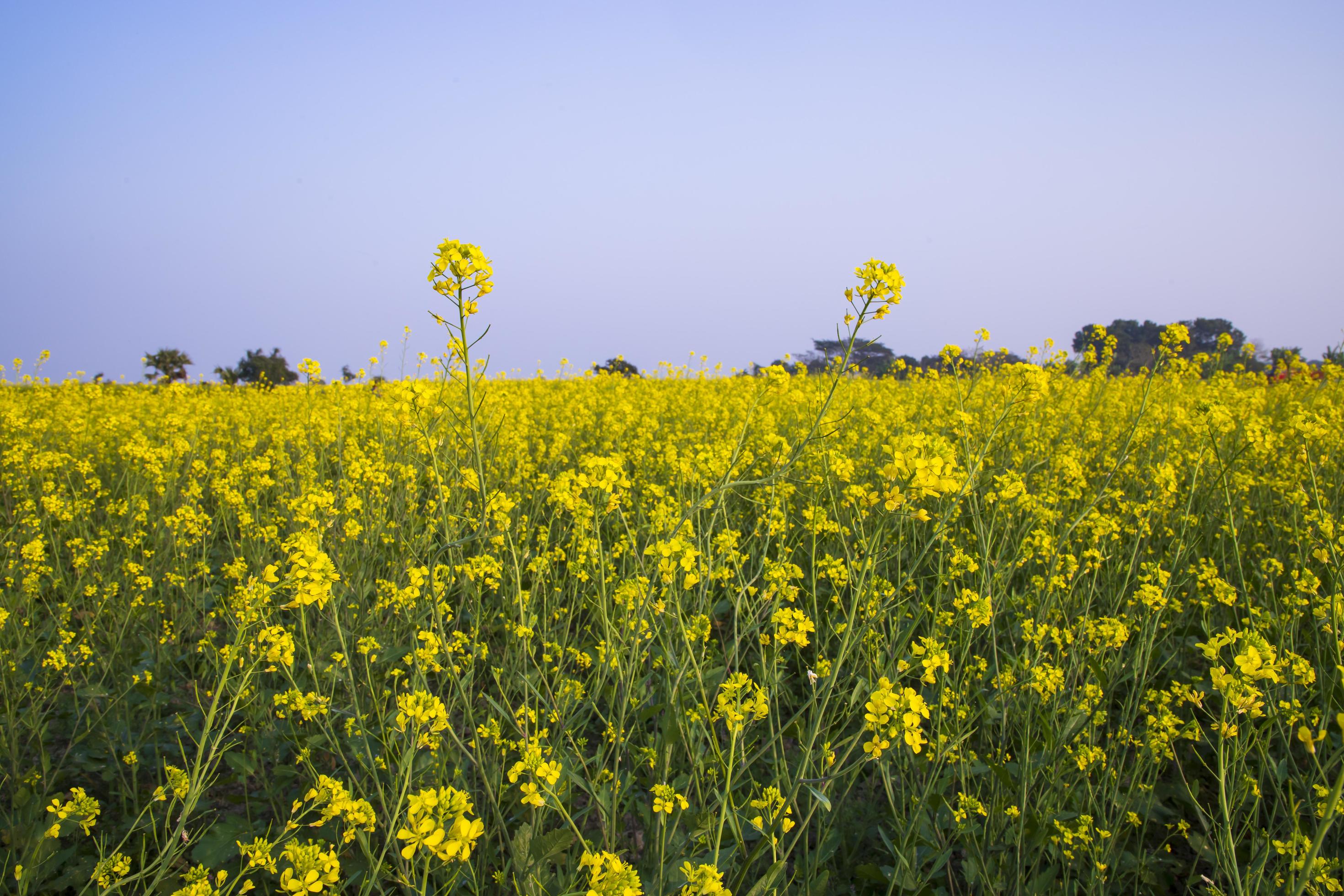 Yellow Rapeseed flowers in the field with blue sky. selective focus Natural landscape view Stock Free