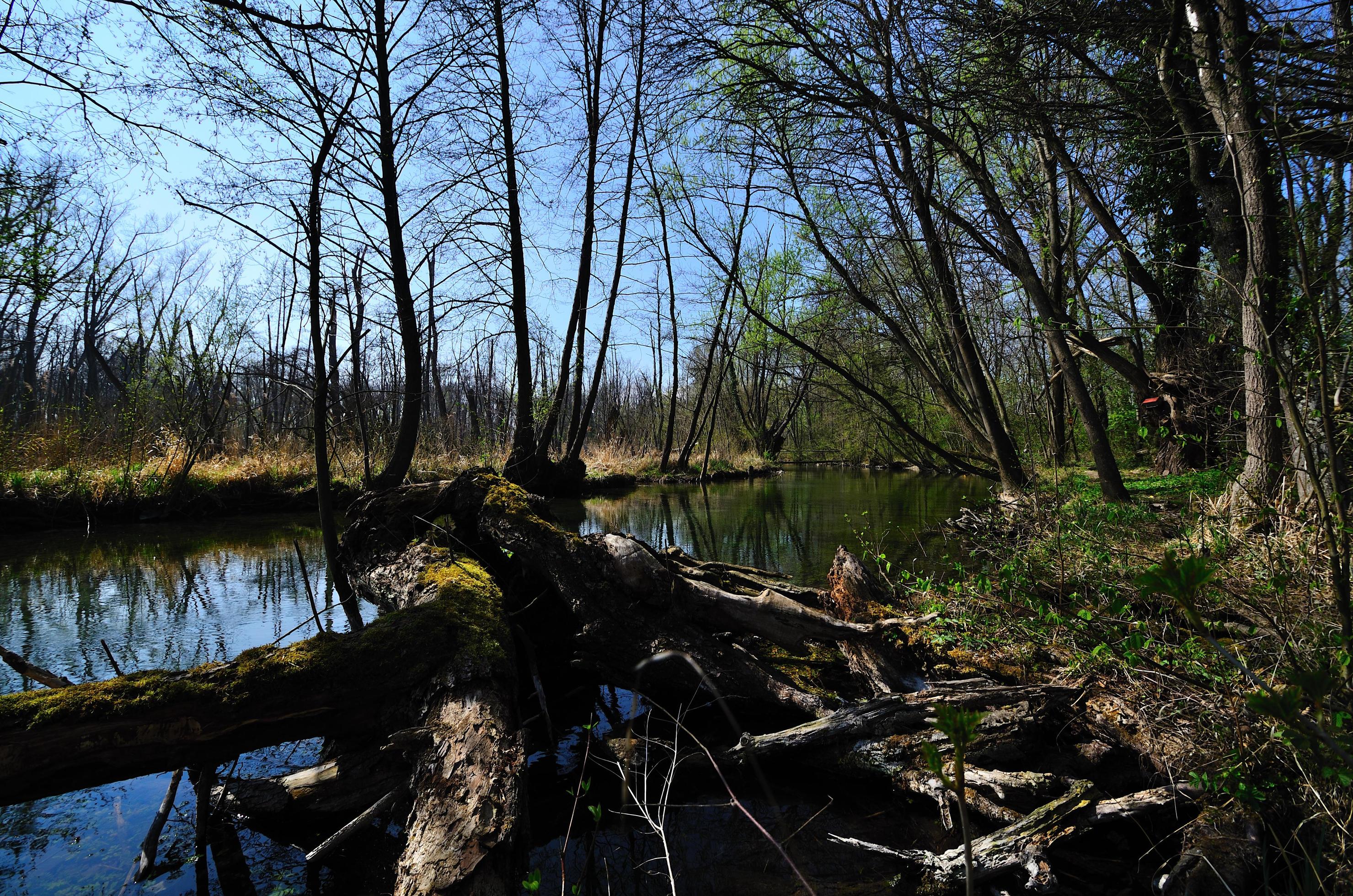 creek in natur Stock Free