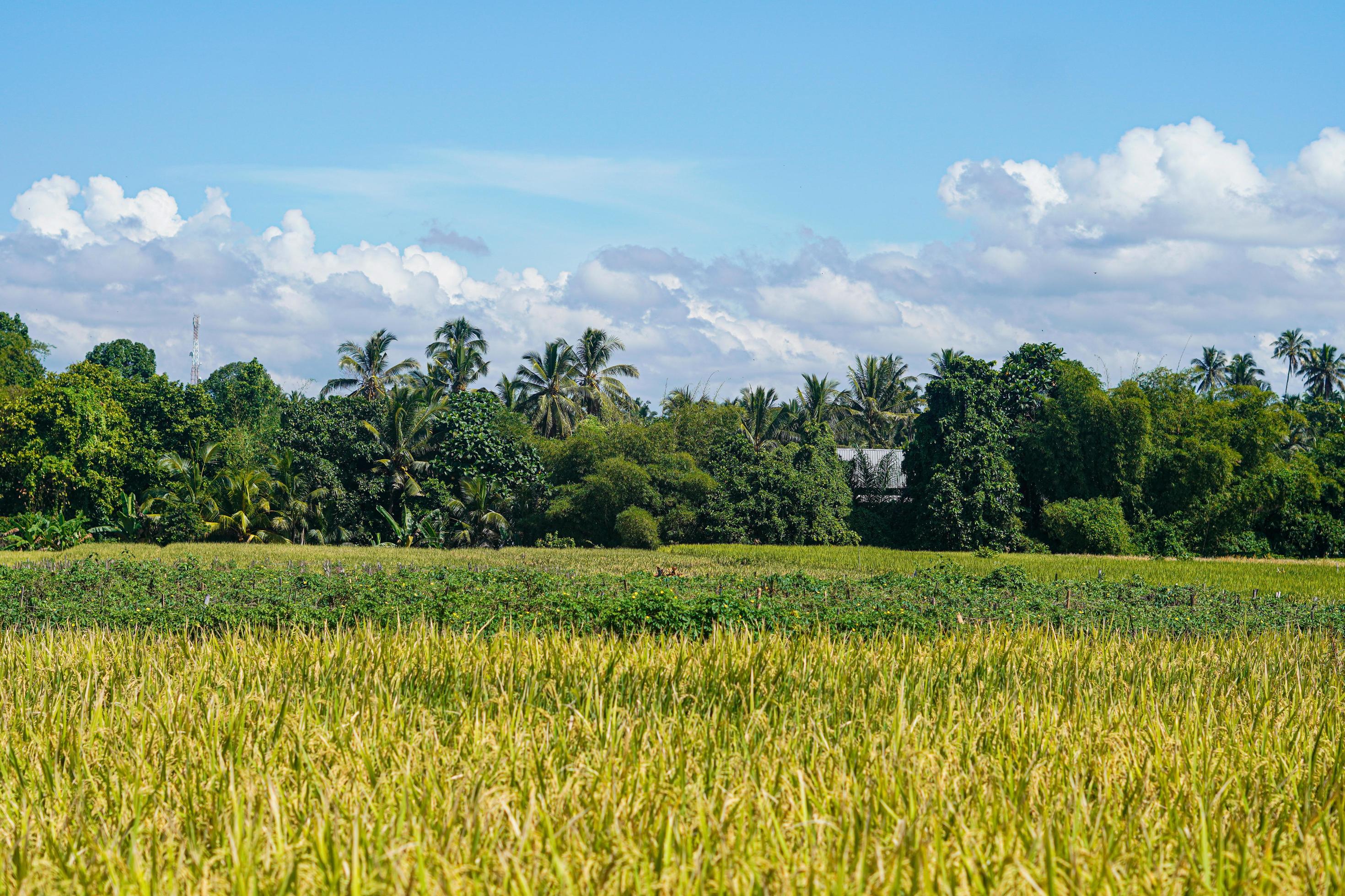 beautiful green paddy plants rice fields nature in Tabanan, Bali Stock Free