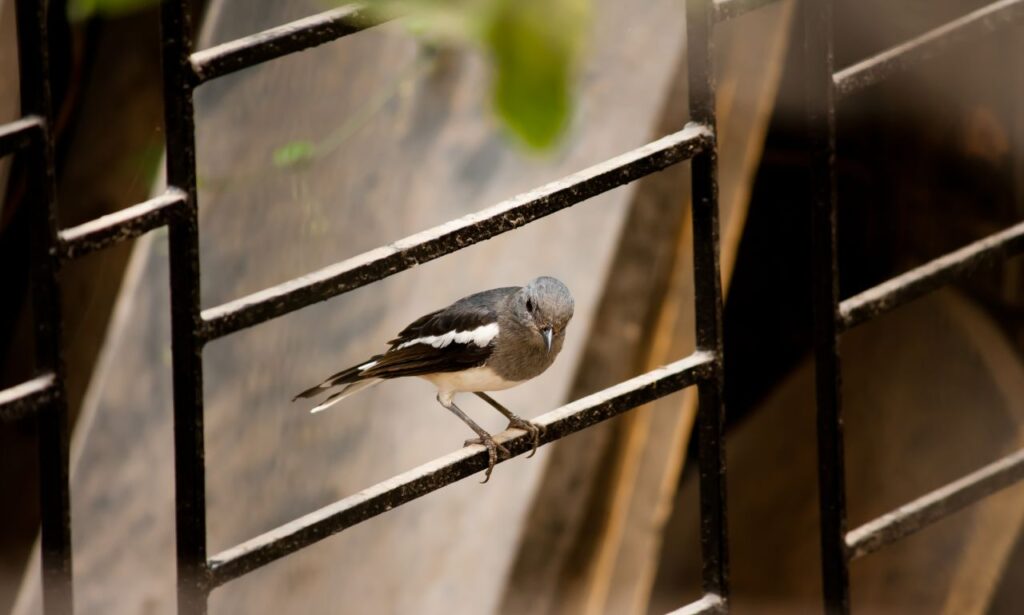 Cute Small Bird Stock Free