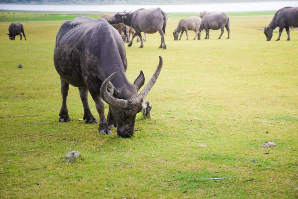 buffalo outdoor farm with field nature background Stock Free