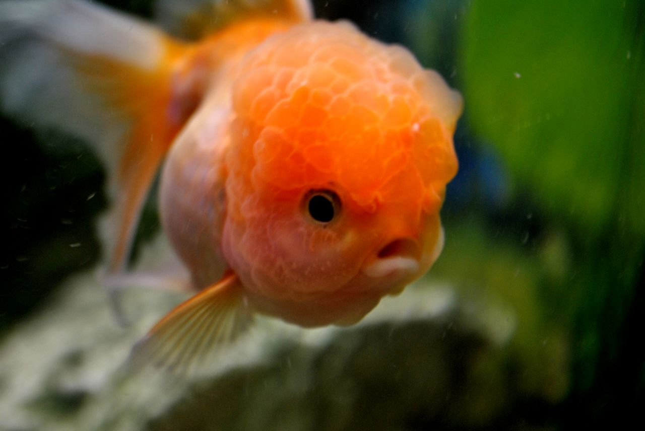 Fish Orange Gold Stock Free