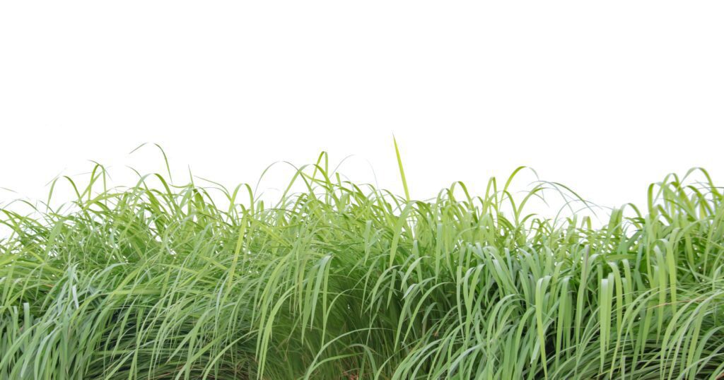 A cut-out of a clump of green tall grass on a white background with clipping paths. Stock Free