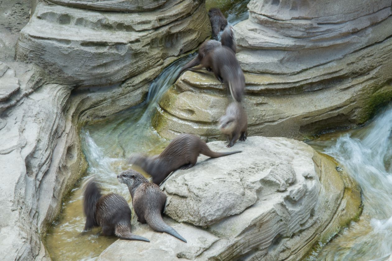 Otters on the move Stock Free