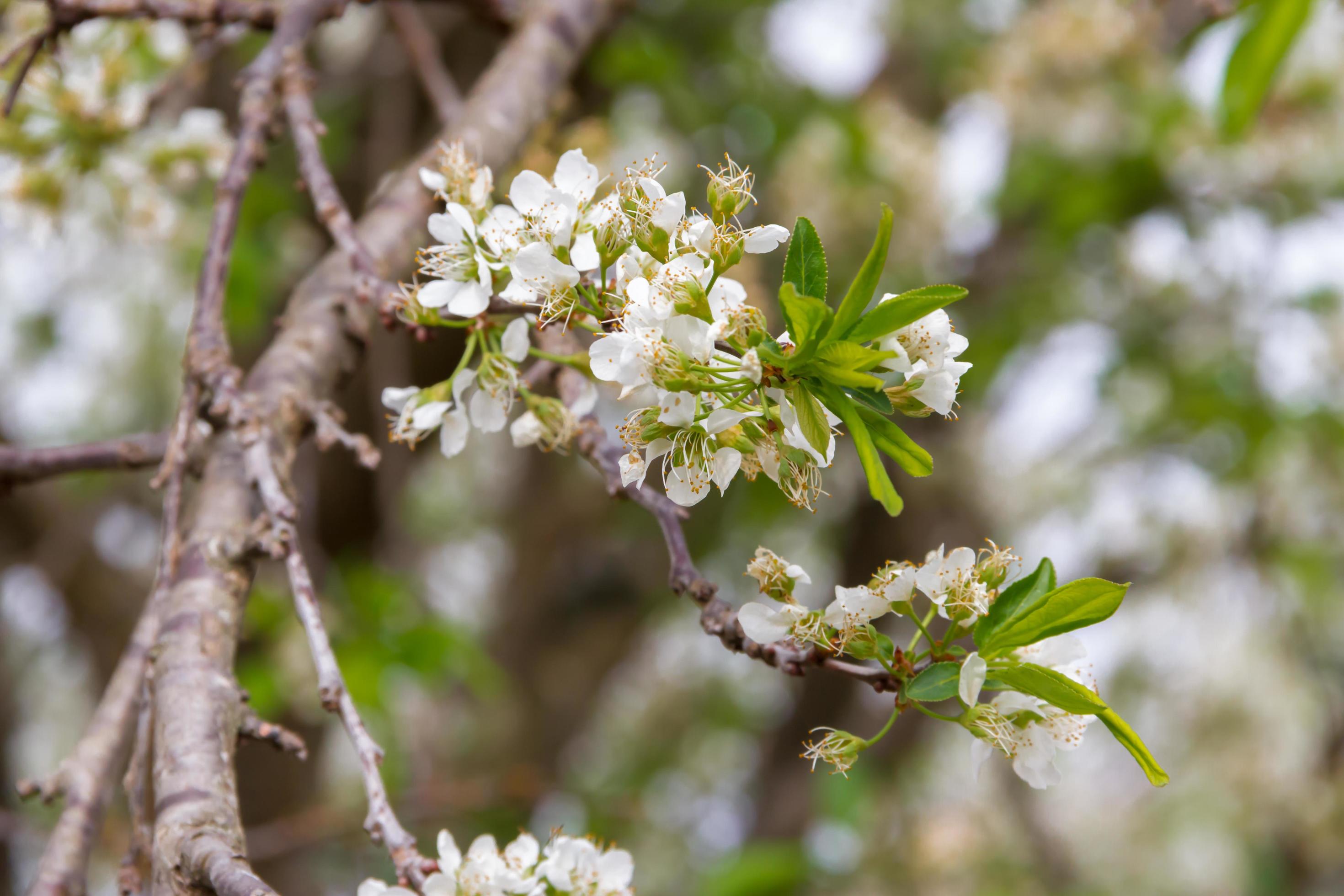 white flowered branch of plum in spring Stock Free