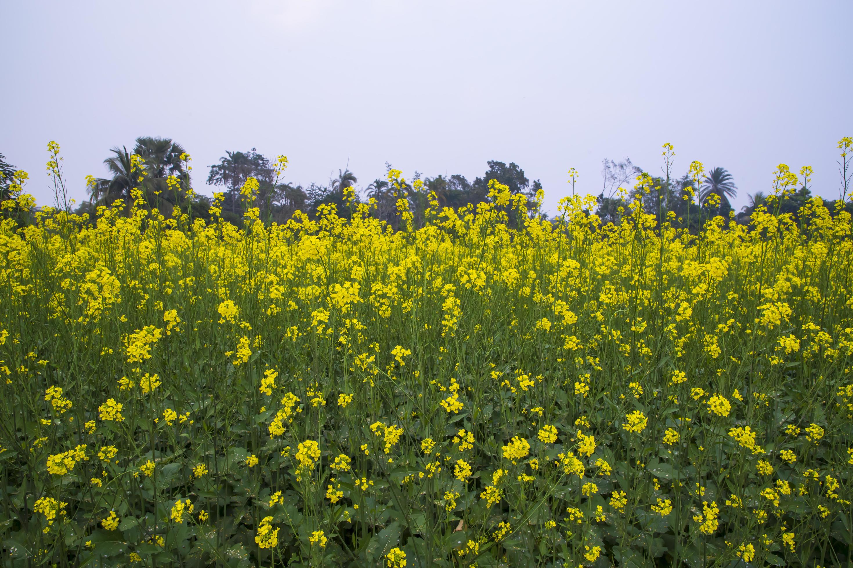 Yellow Rapeseed flowers in the field with blue sky. selective focus Natural landscape view Stock Free