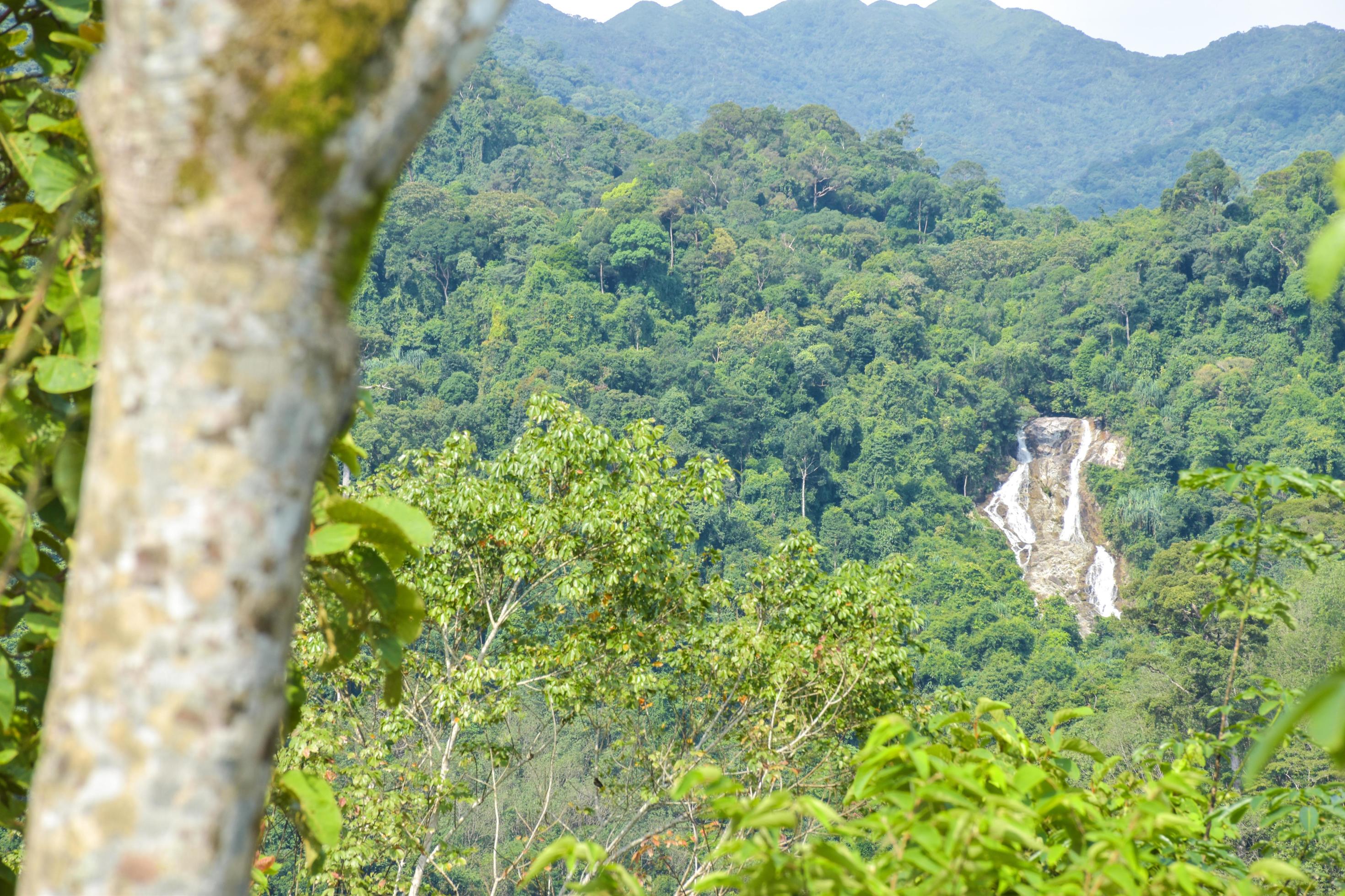 mountain and waterfall beauty nature tree foreground Stock Free