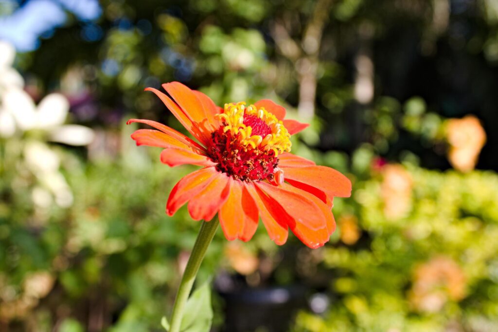 picture of Zinnia graceful with flowers growing in the yard of the house Stock Free