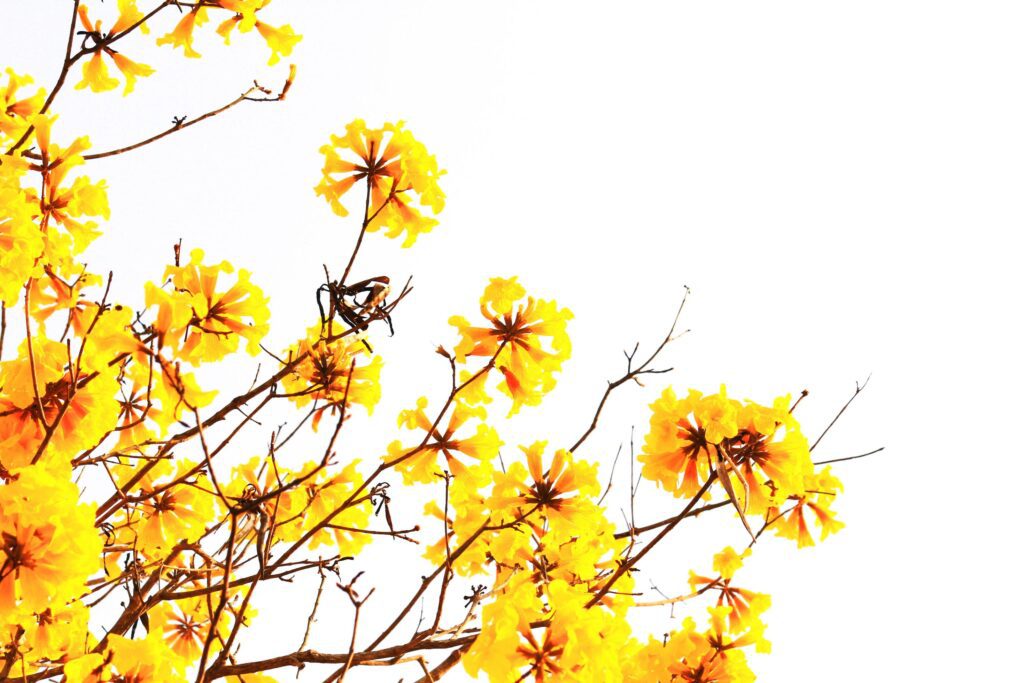 Blossom Dwarf Golden Trumpe flowers isolated on white background. Tabebuia chrysotricha flowers Stock Free