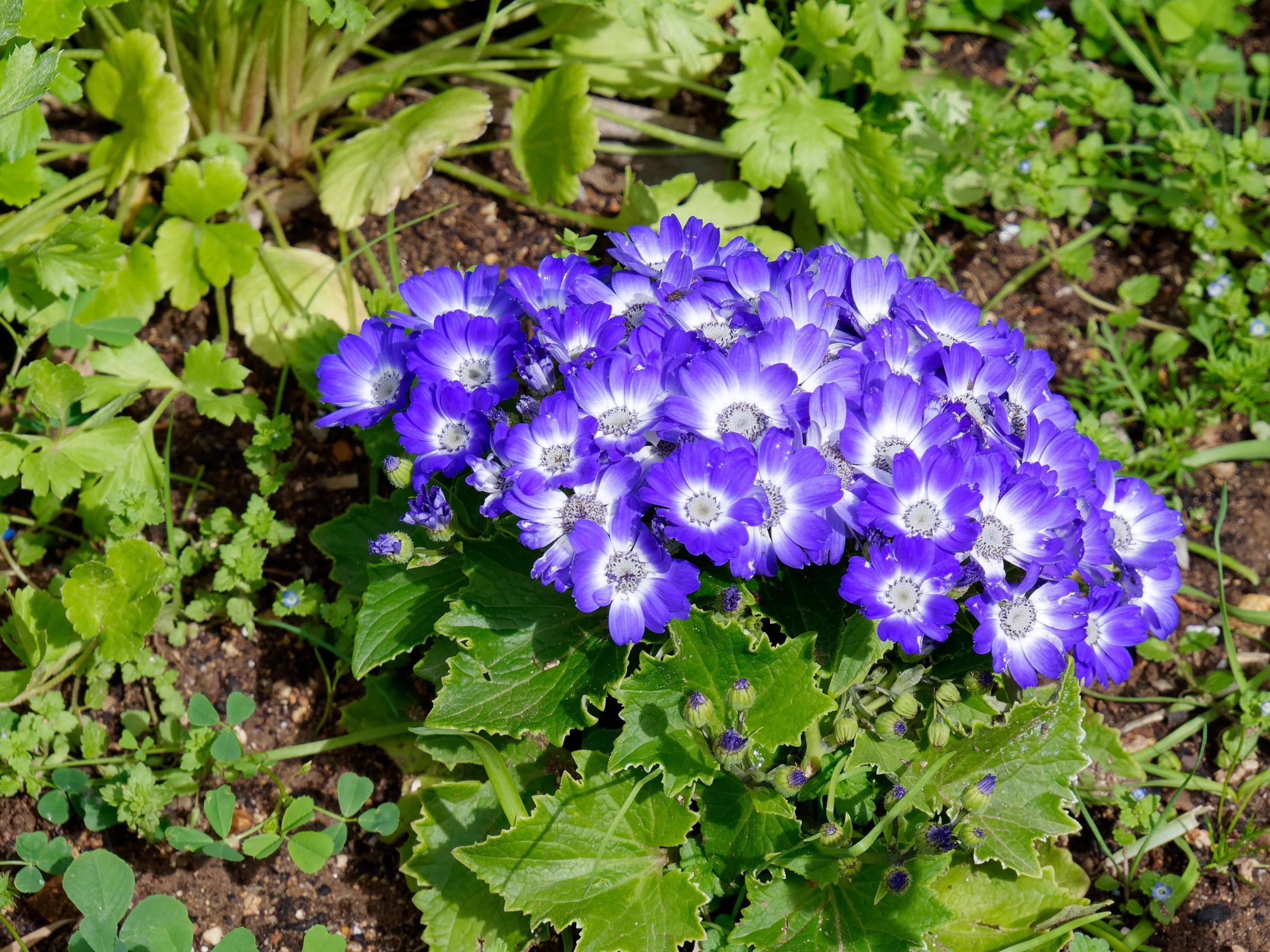 Blue Cineraria Flowers in Full Bloom in Tavira Stock Free