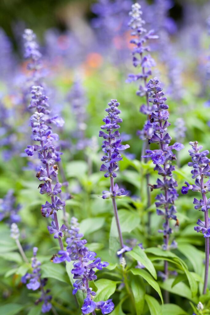 lavender flowers, close-up, selective focus Stock Free