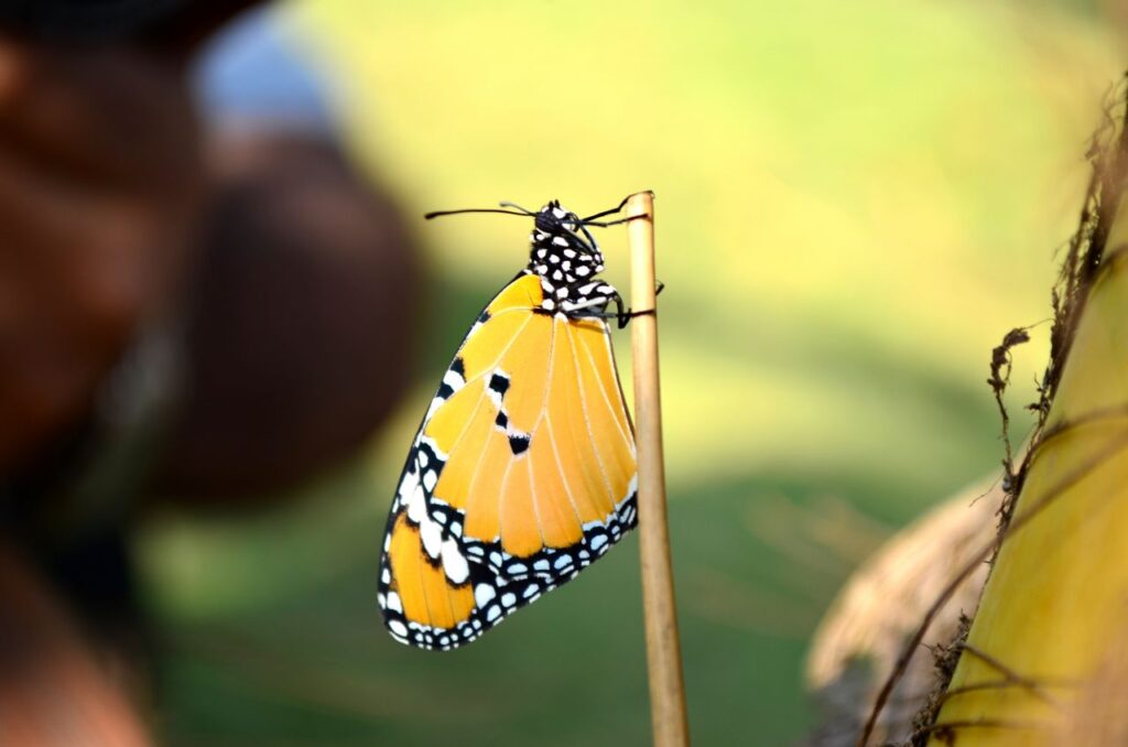 Tiger Butterfly Beautiful Stock Free