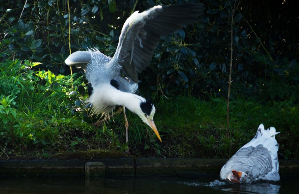 Heron scares a goose Stock Free