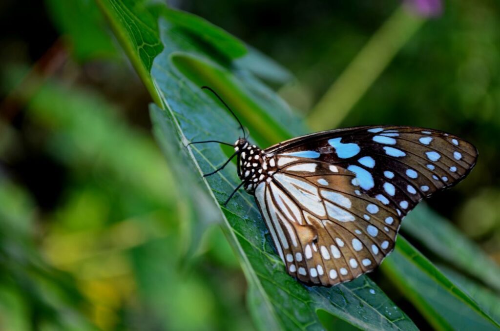 Blue Tiger Butterfly On Leaf 4 Stock Free