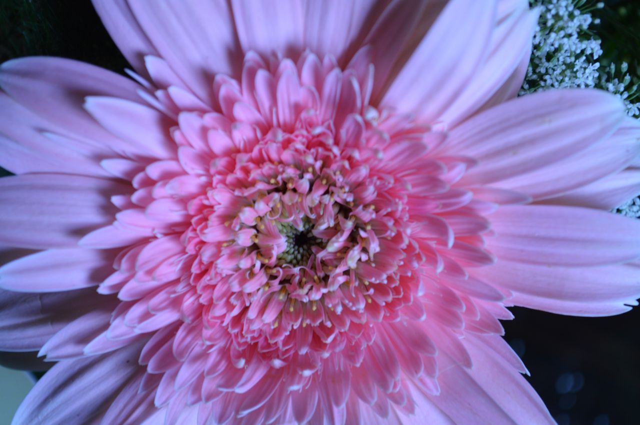 Light Pink Flower Daisy Aster Stock Free