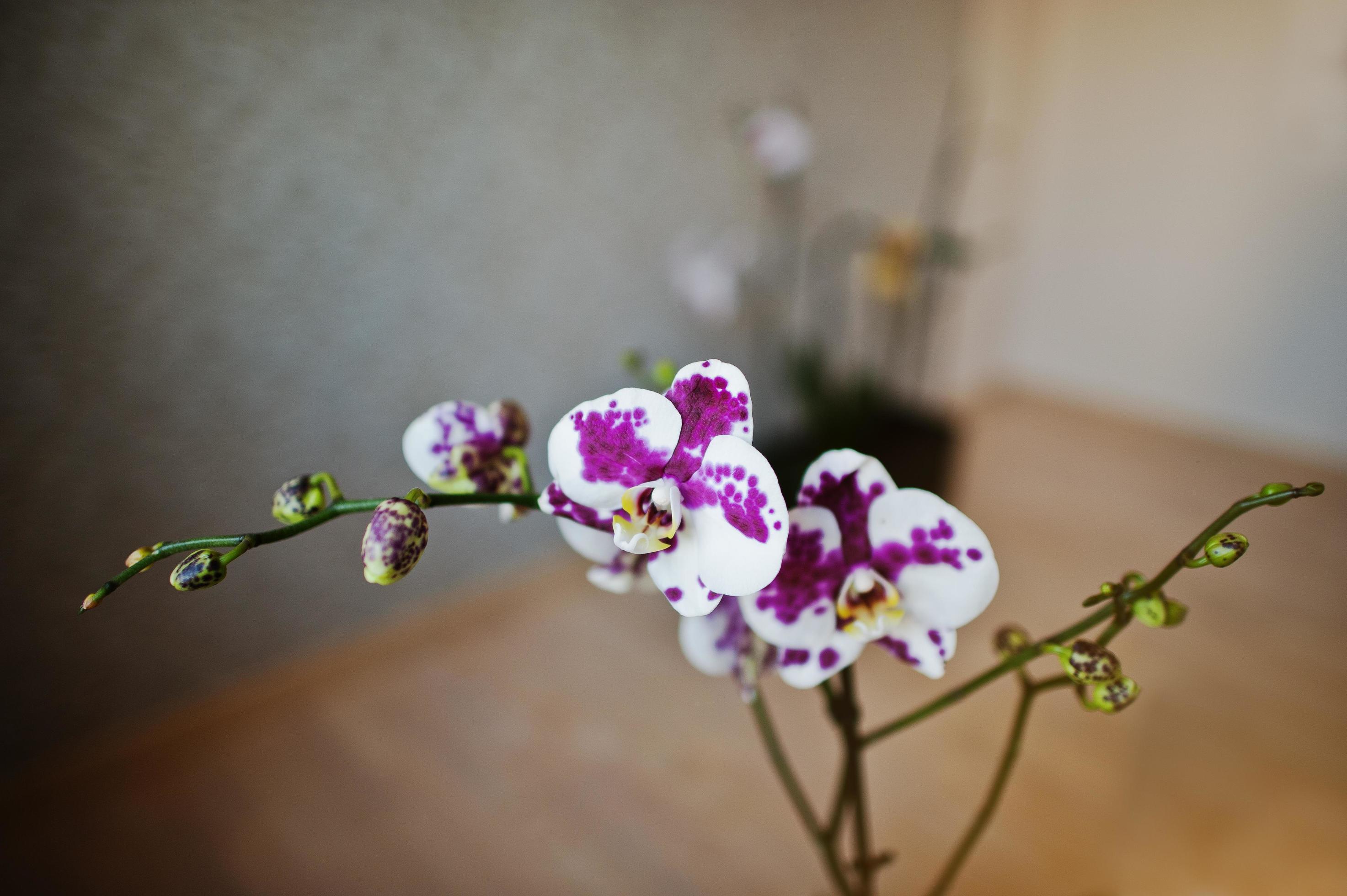 Tiger phalaenopsis flowers orchid on wooden background Stock Free