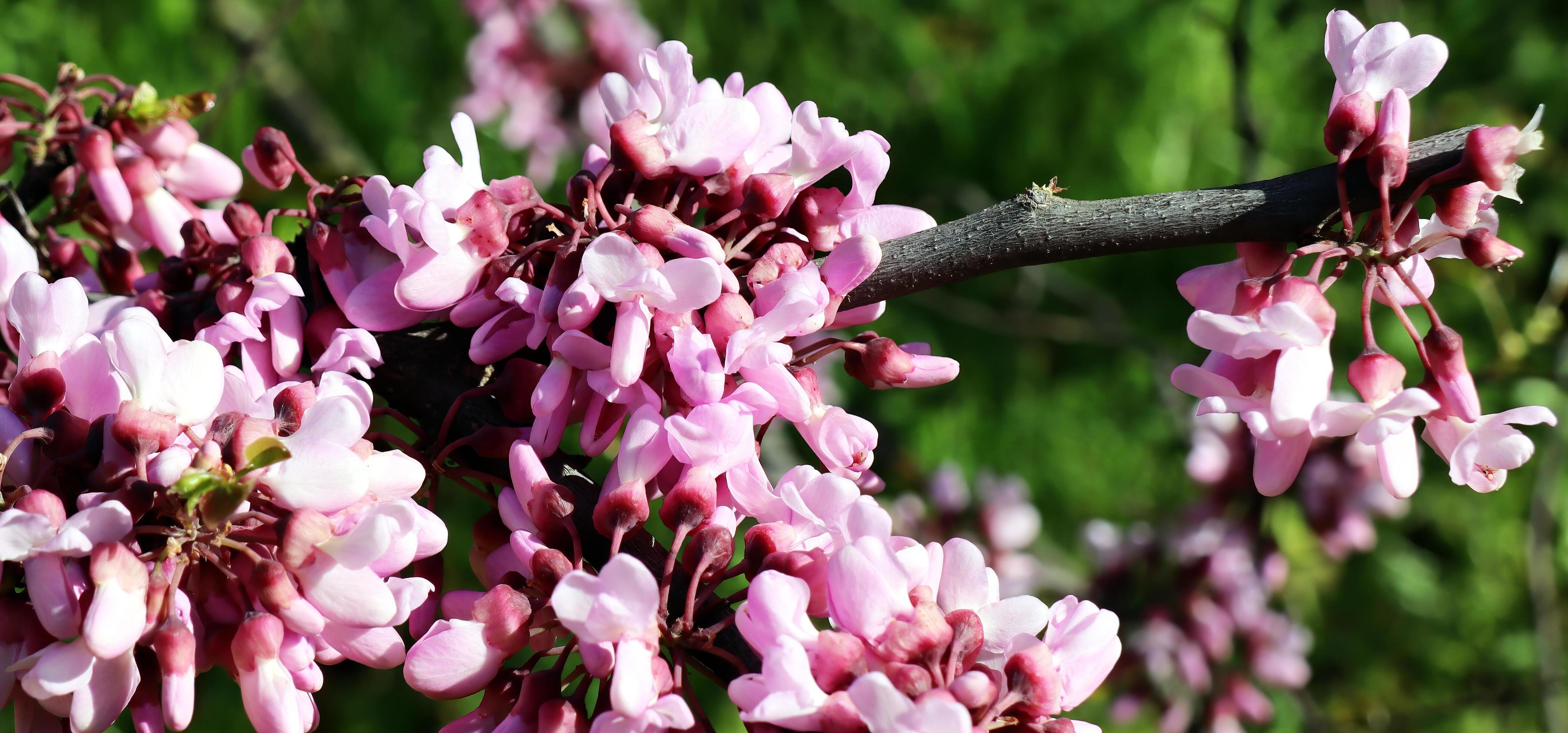 Blossom tree flowers blooming in late spring. Stock Free