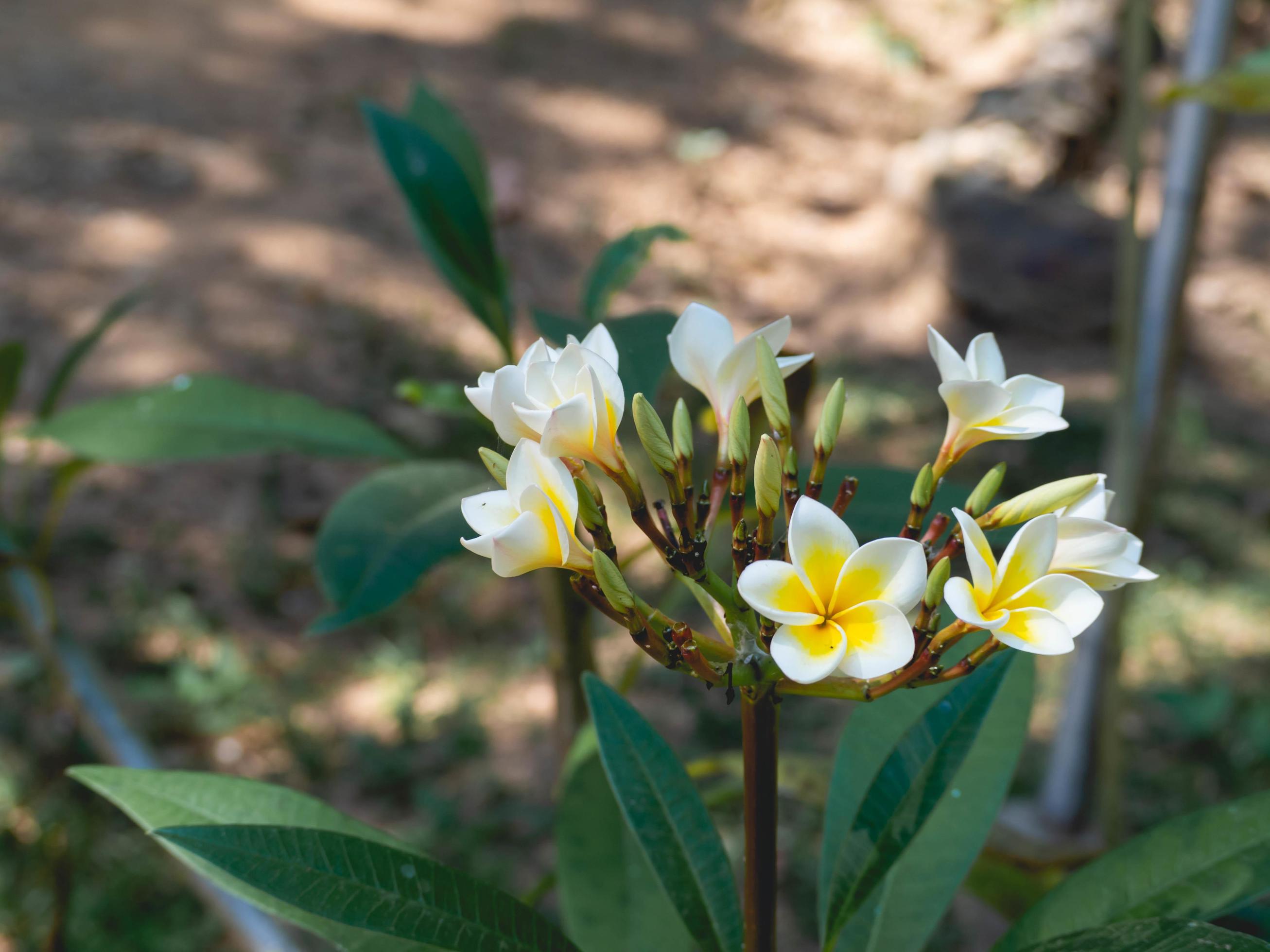 flower and nature Stock Free