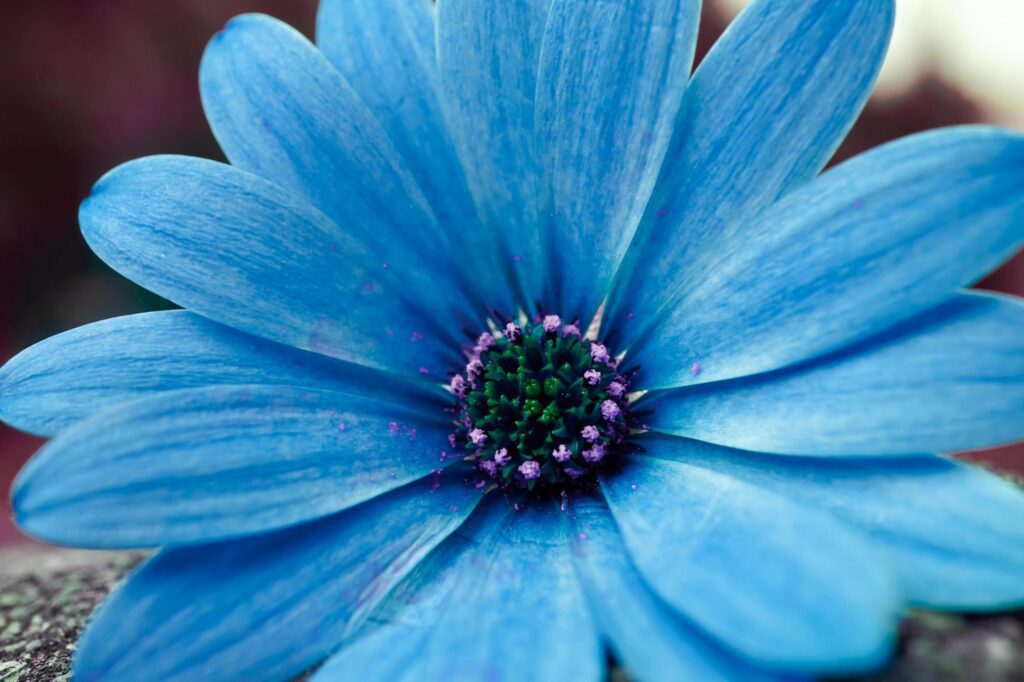 romantic blue flower in the garden in springtime Stock Free