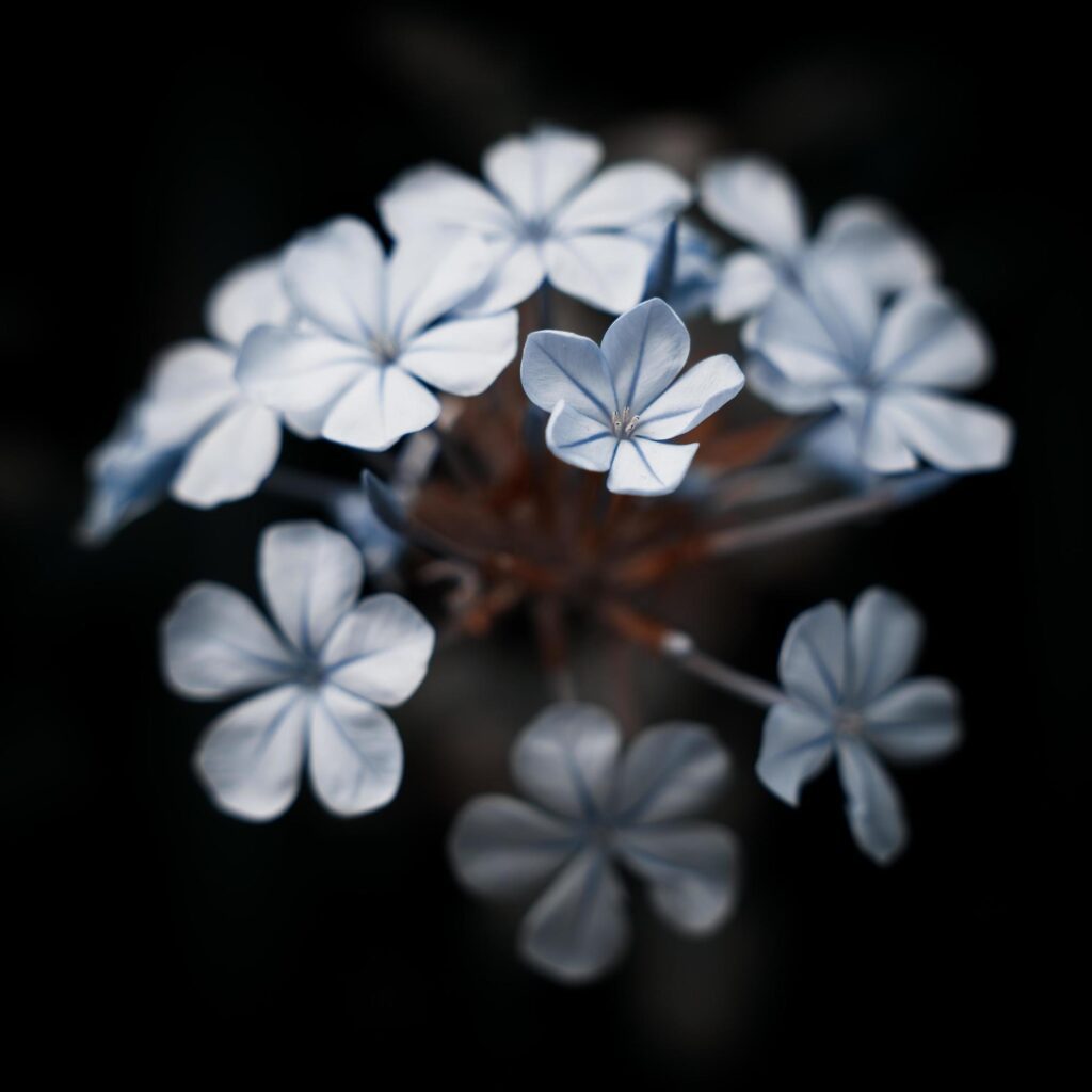 White flower in brown glass Stock Free