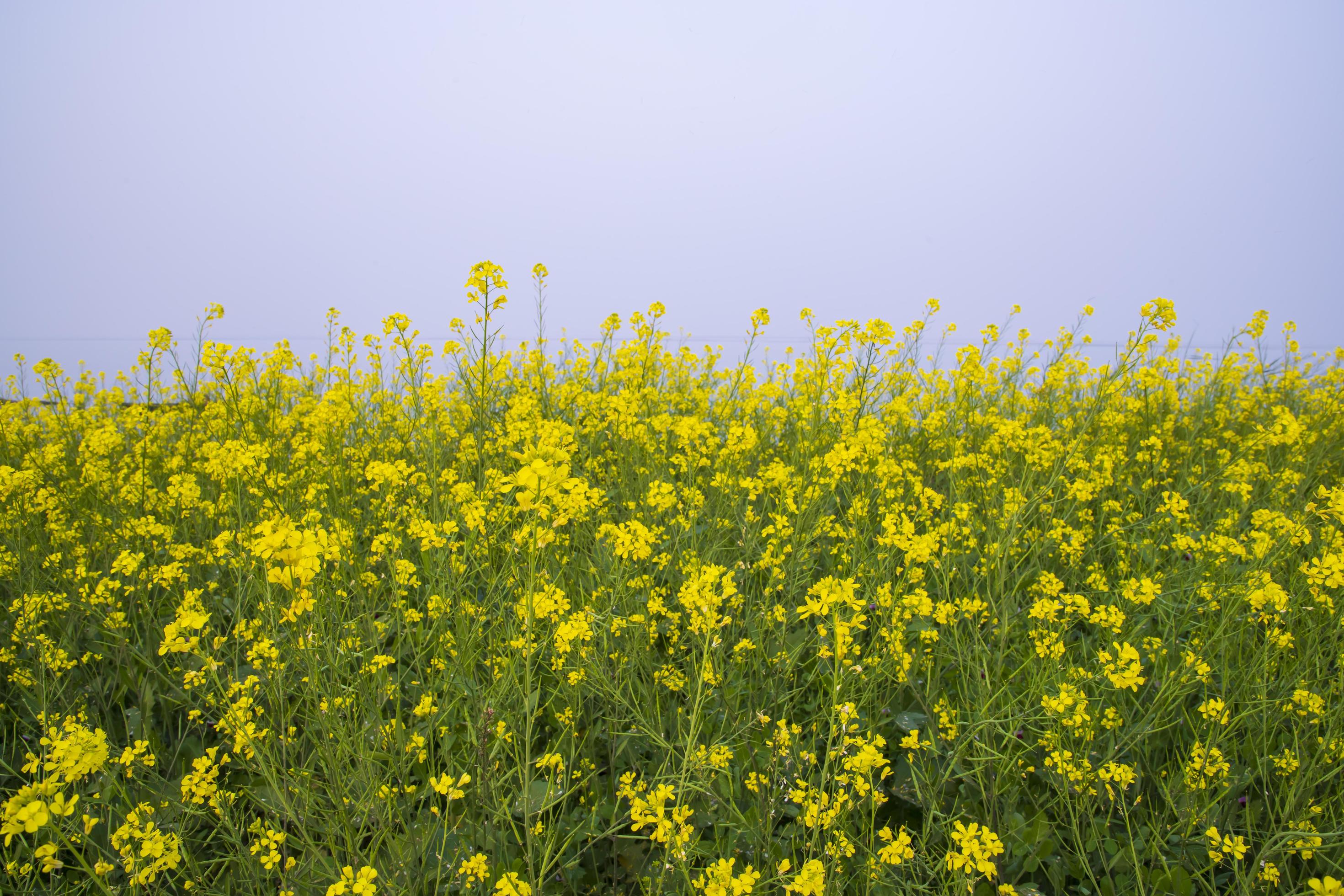 Yellow Rapeseed flowers in the field with blue sky. selective focus Natural landscape view Stock Free