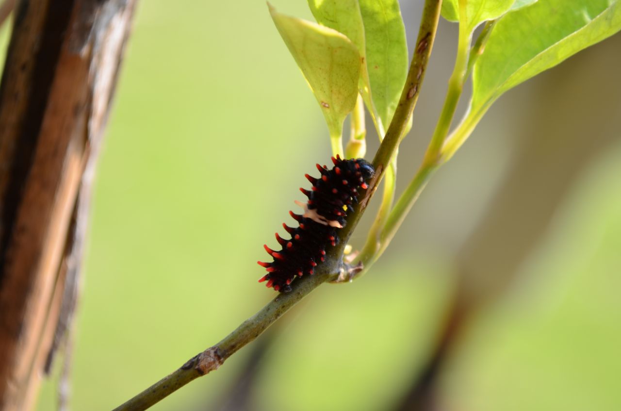 Common Rose Caterpillar Stock Free