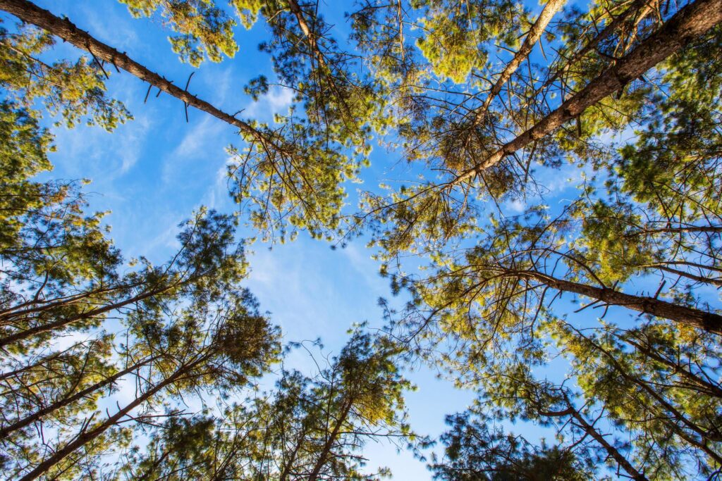 pine tree and forest and natural background. Stock Free