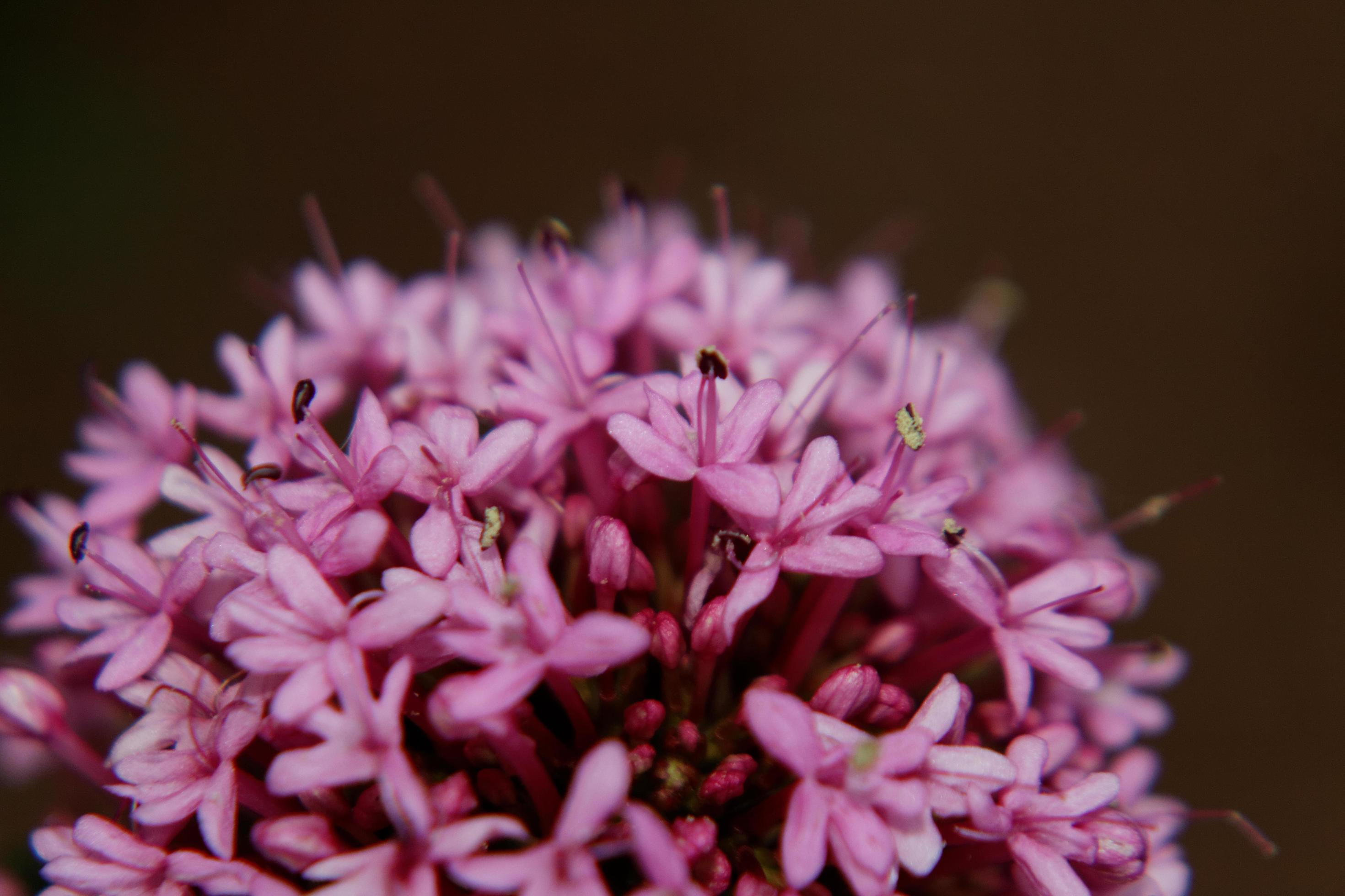 Red Valerian Flowers Stock Free