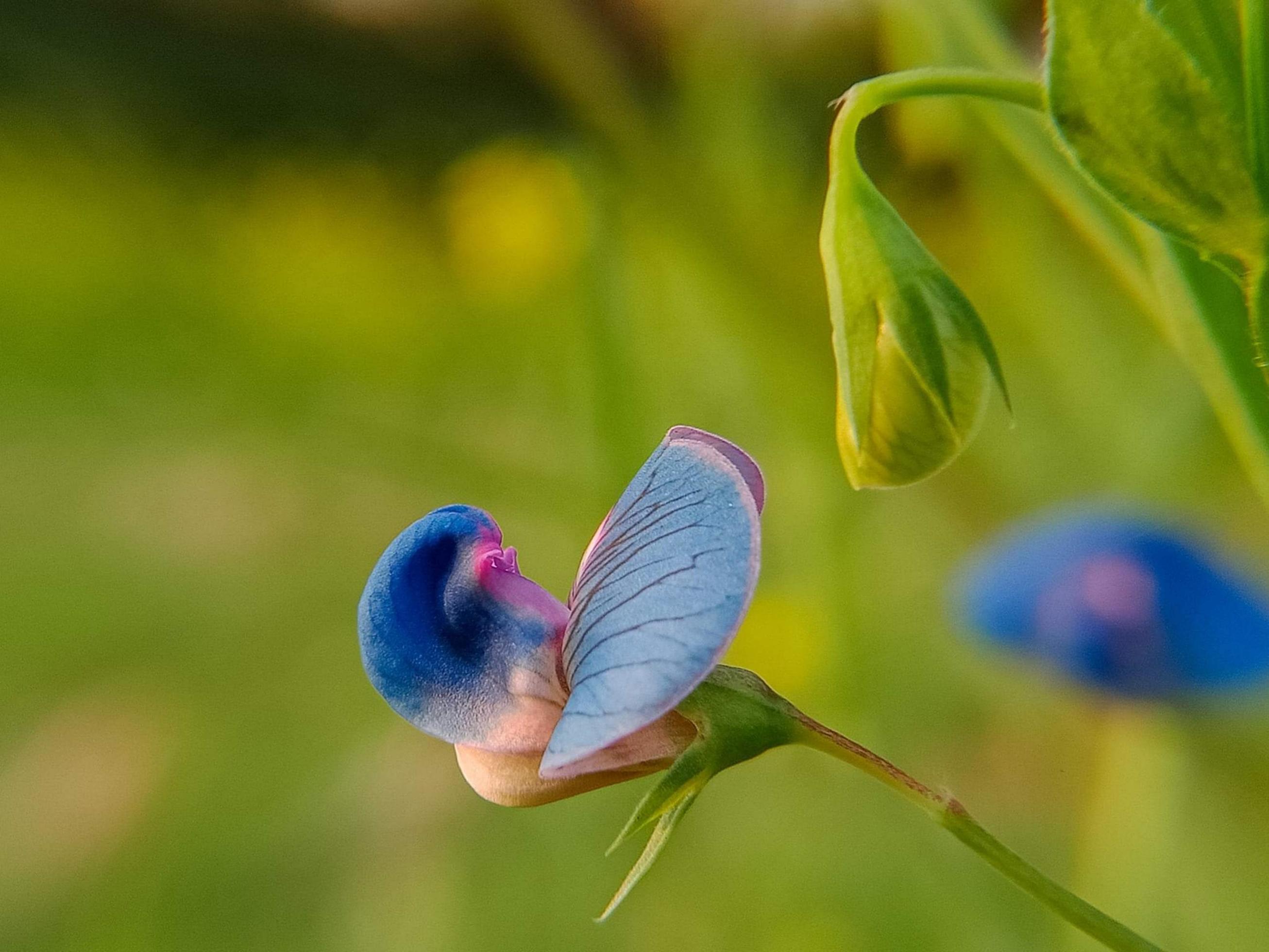 Spring blooming flower Stock Free